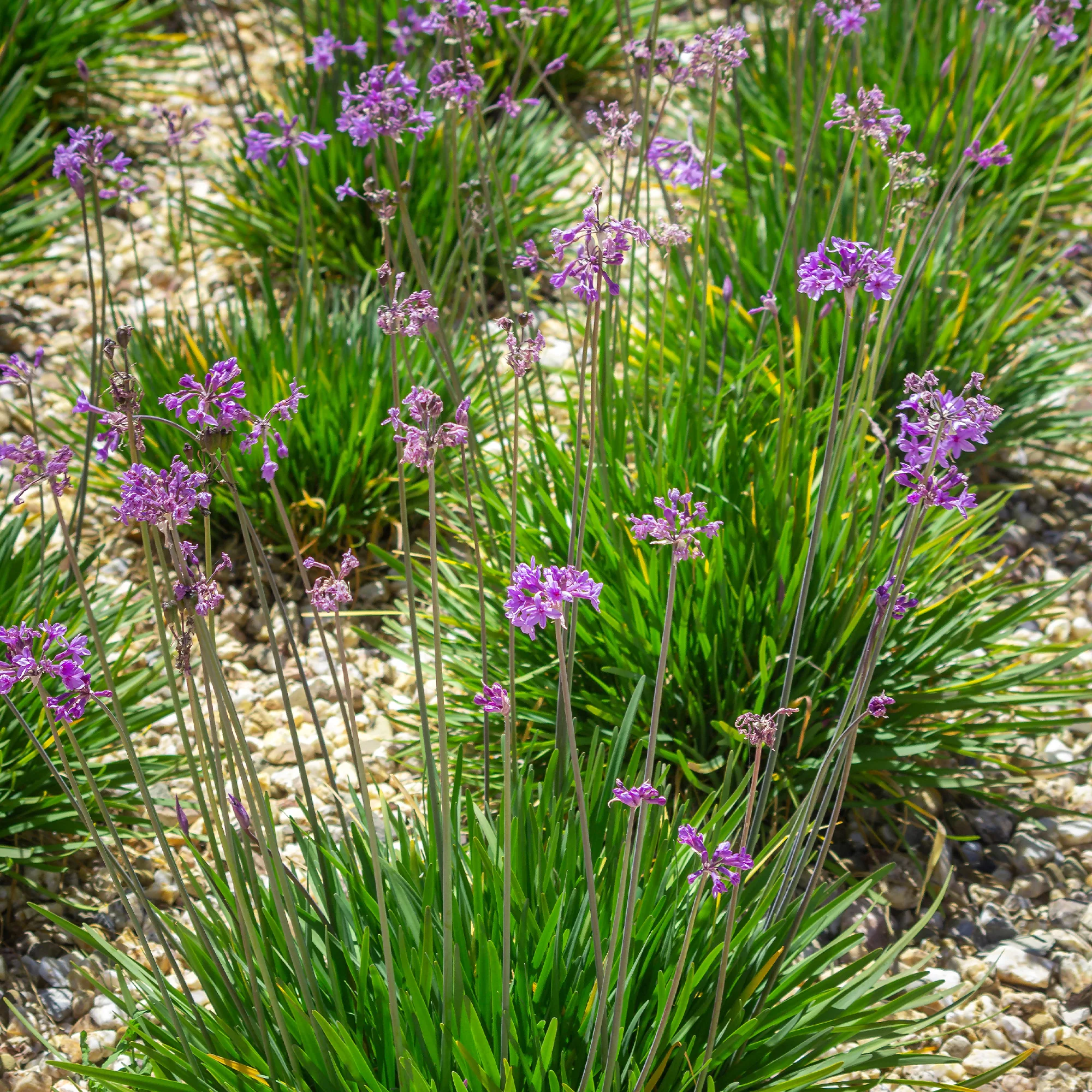 3 Tulbaghia violacea