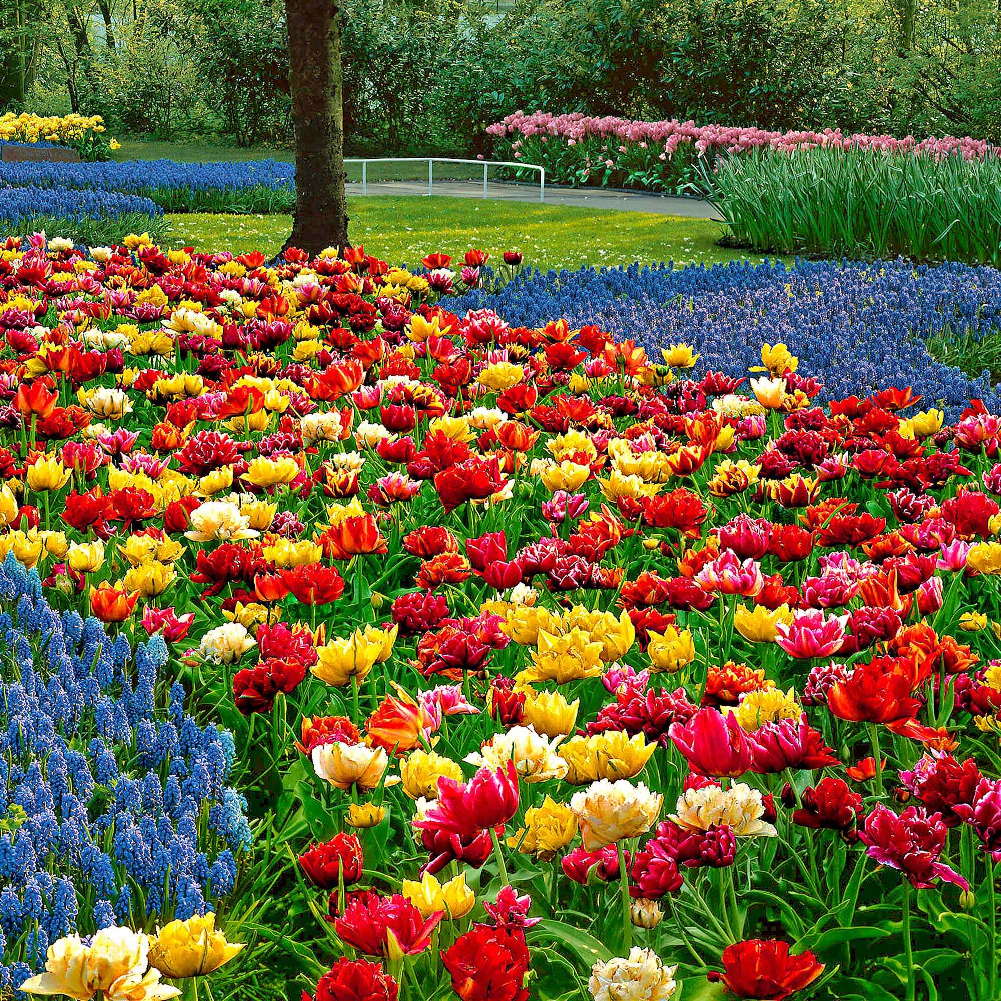Tulipes doubles 'Murillo' en mélange - Image 3