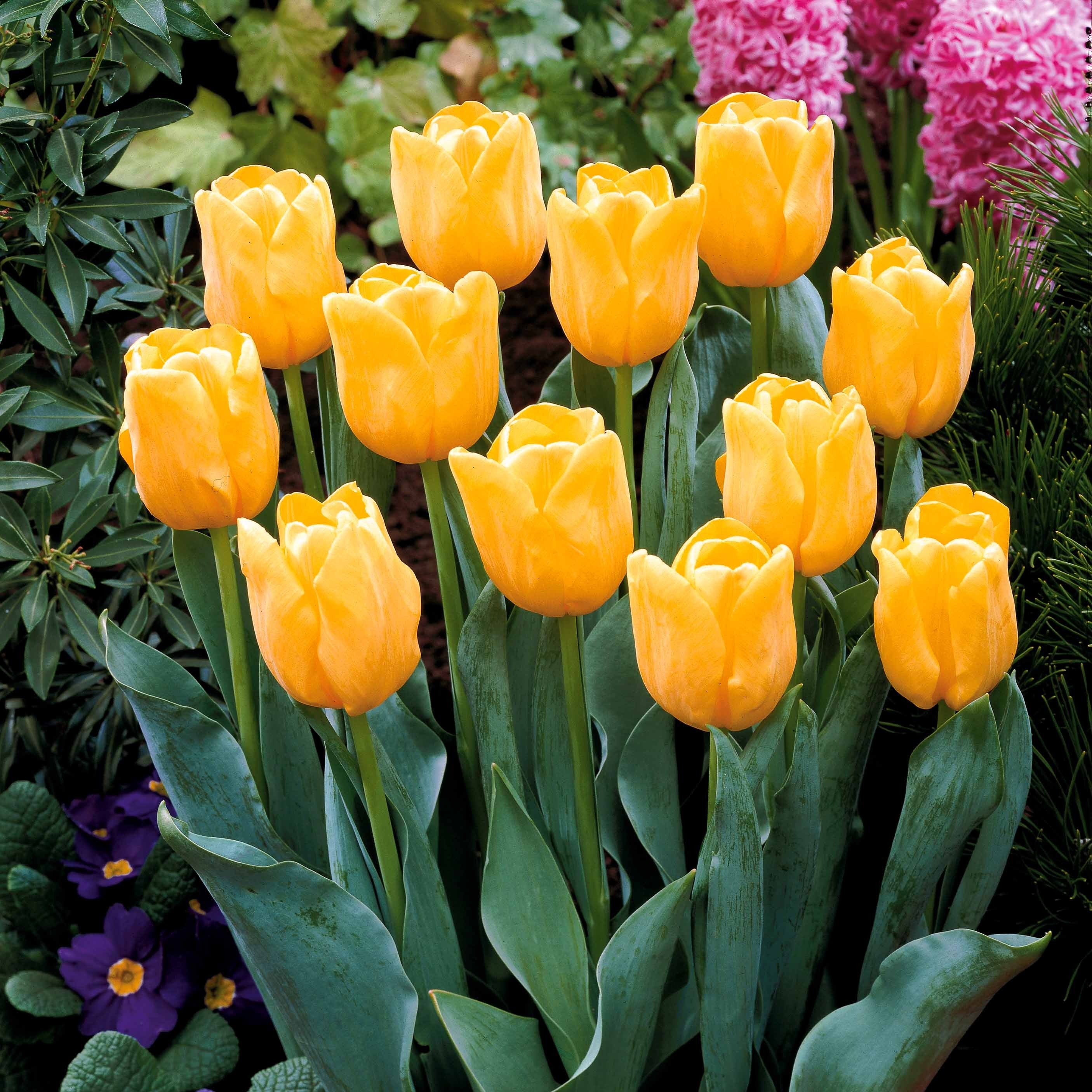 5 Tulipes longues tiges jaunes