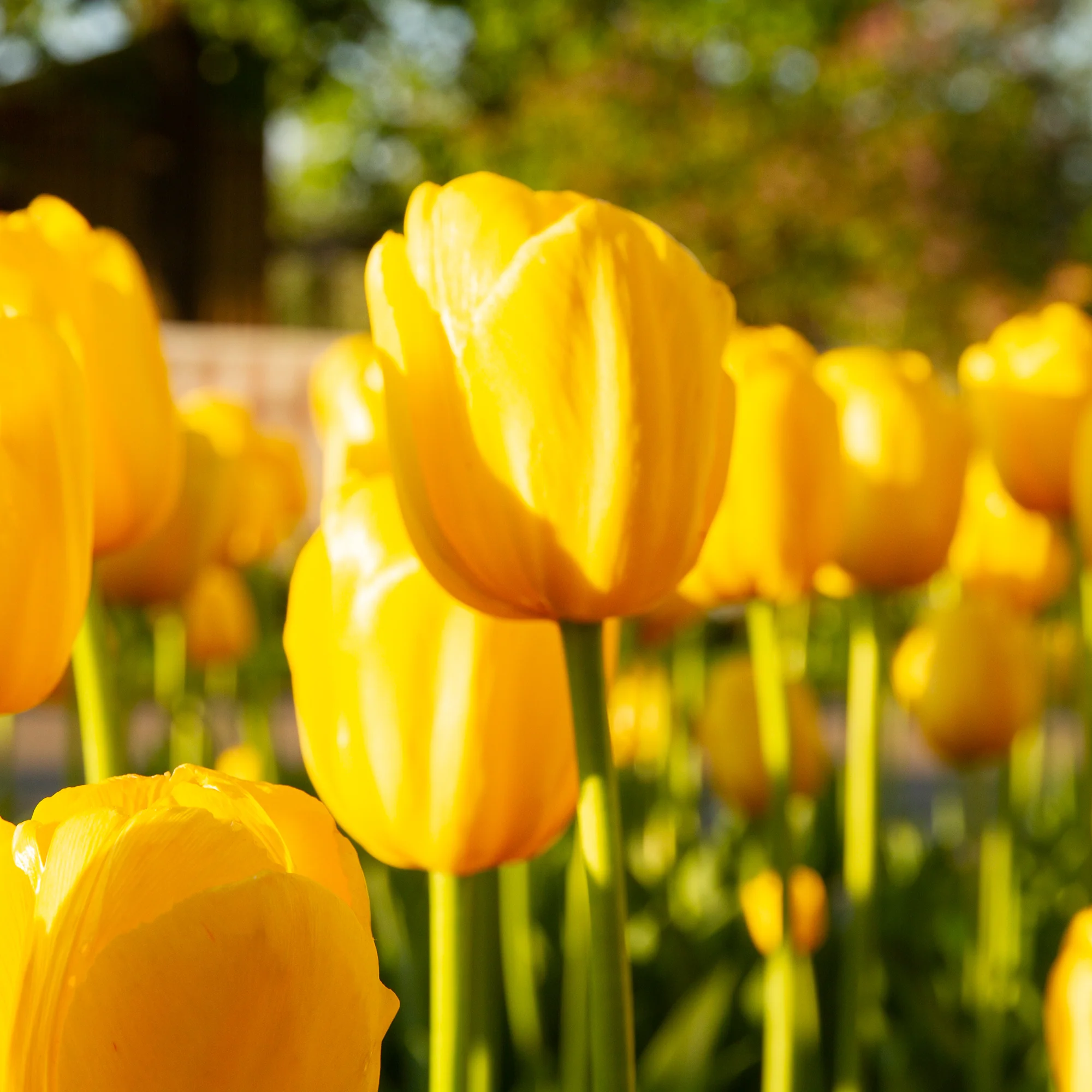 5 Tulipes longues tiges jaunes - Image 2