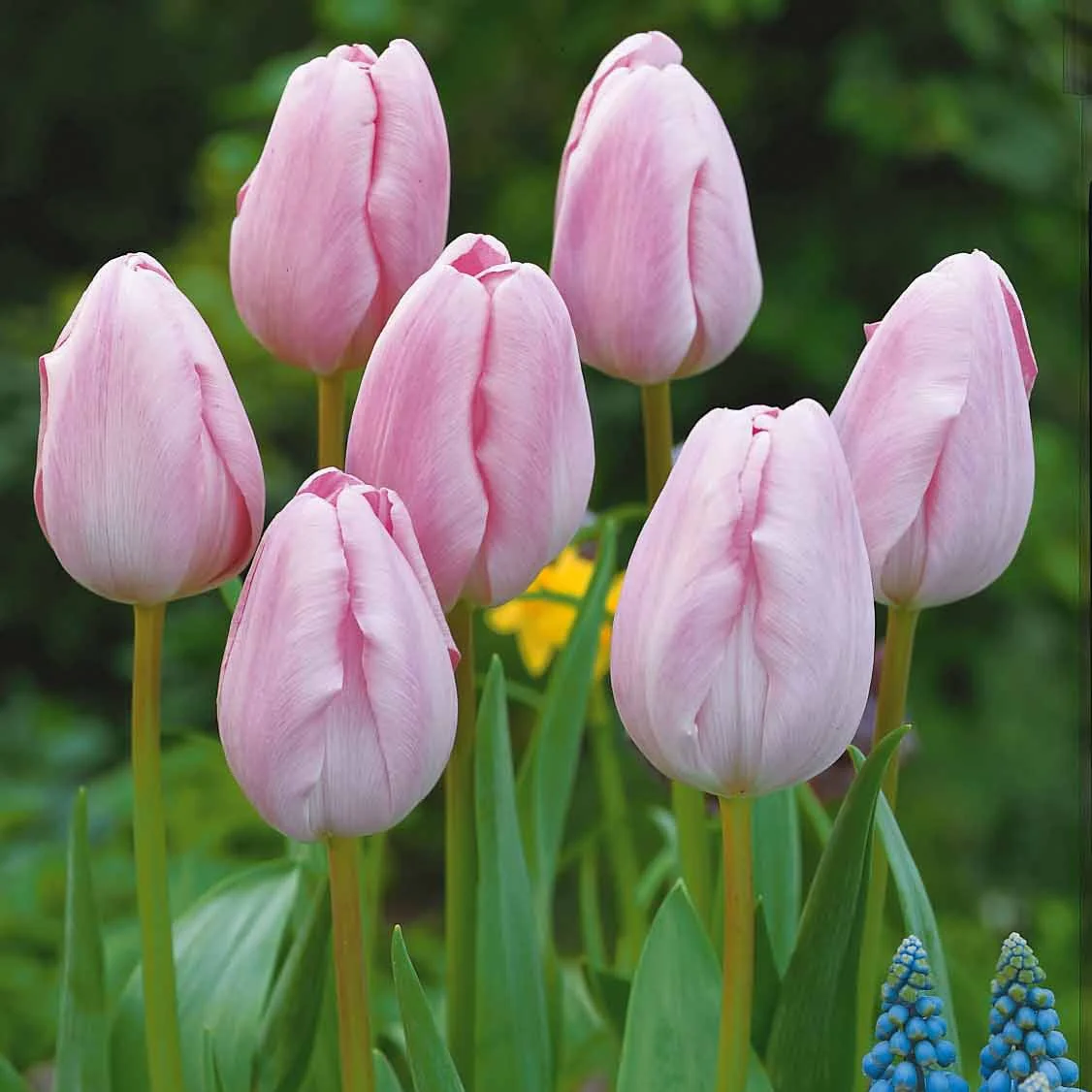 5 Tulipes longues tiges roses