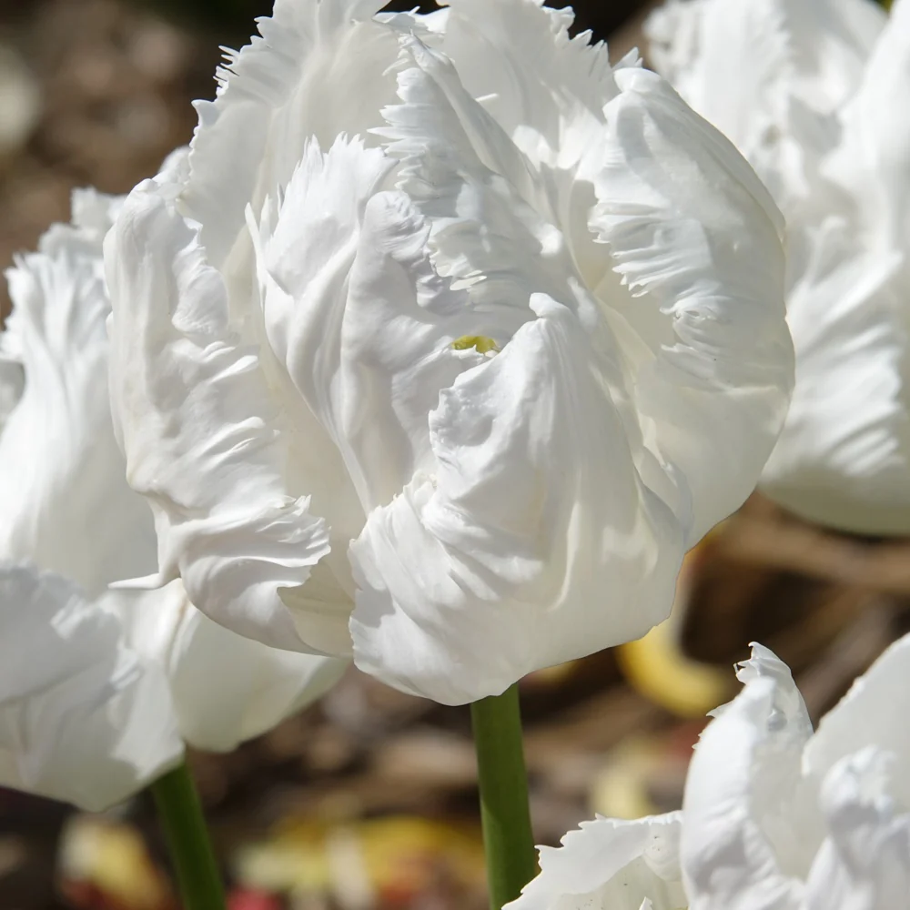7 Tulipes perroquet White Parrot