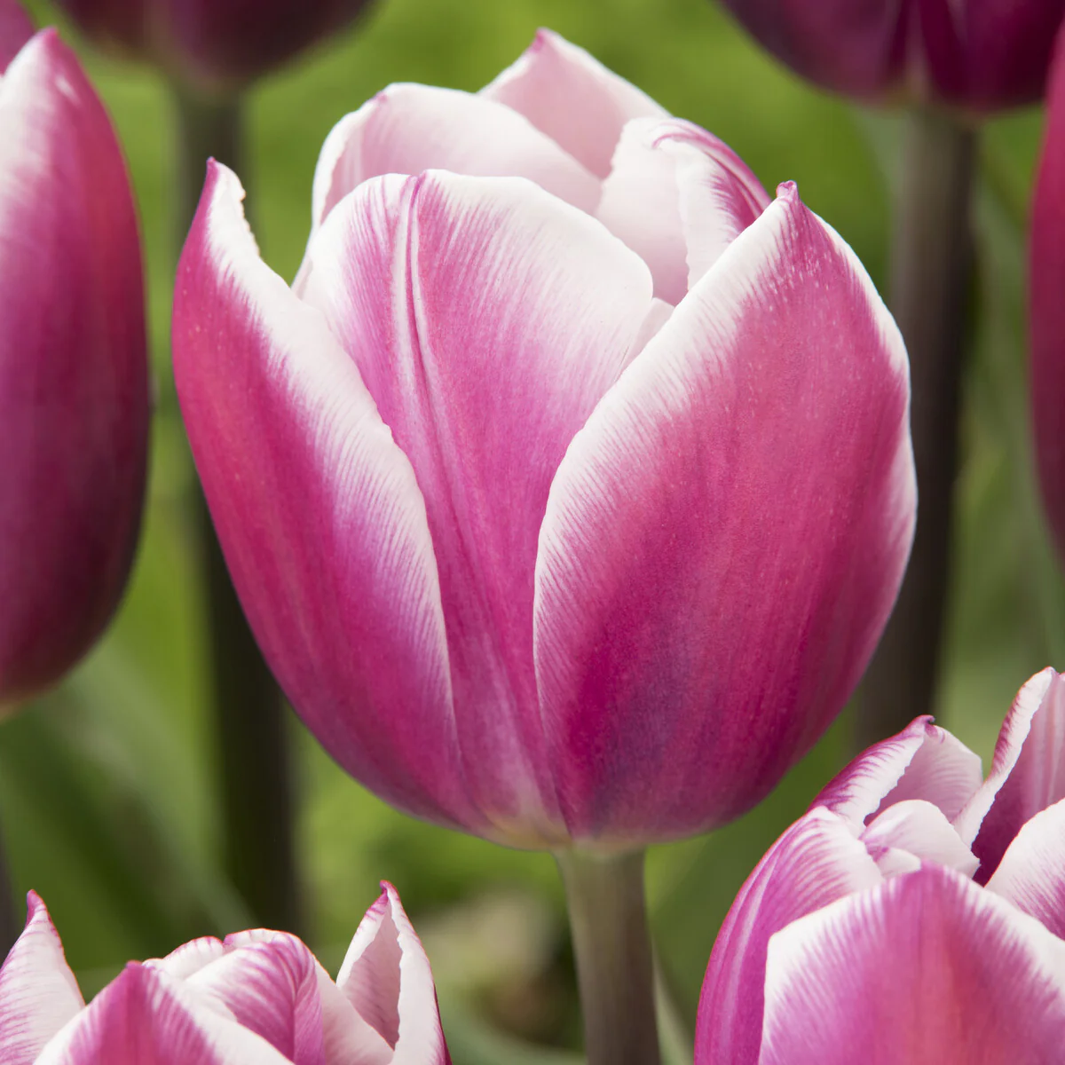 10 Tulipes Triomphe Synaeda blue - Image 3