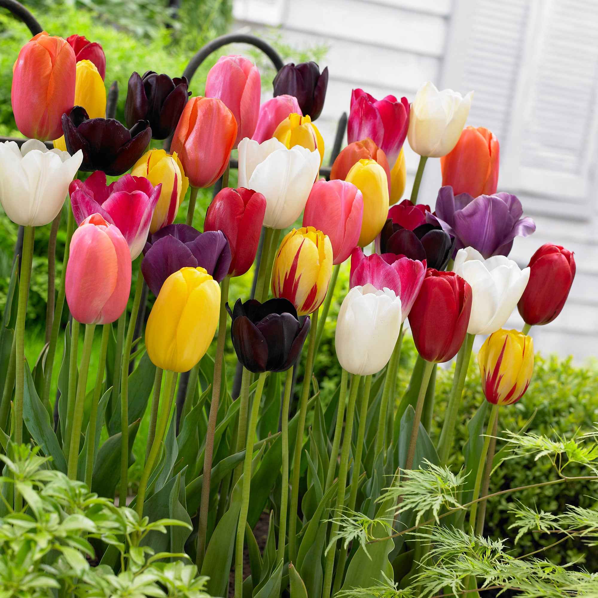 Tulipes à longues tiges en mélange