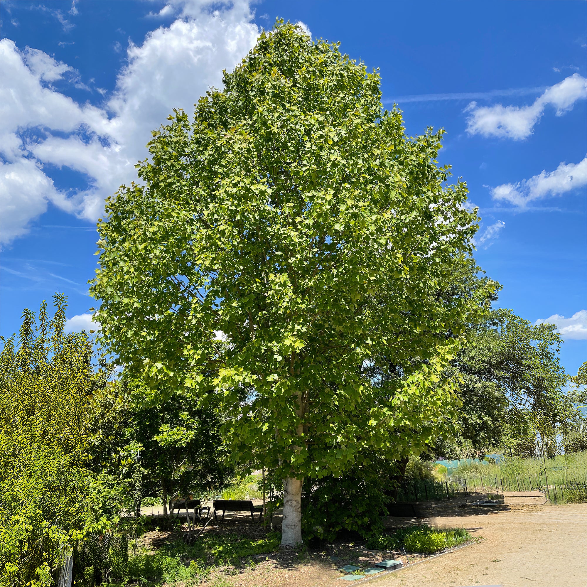 Tulipier - Image 2