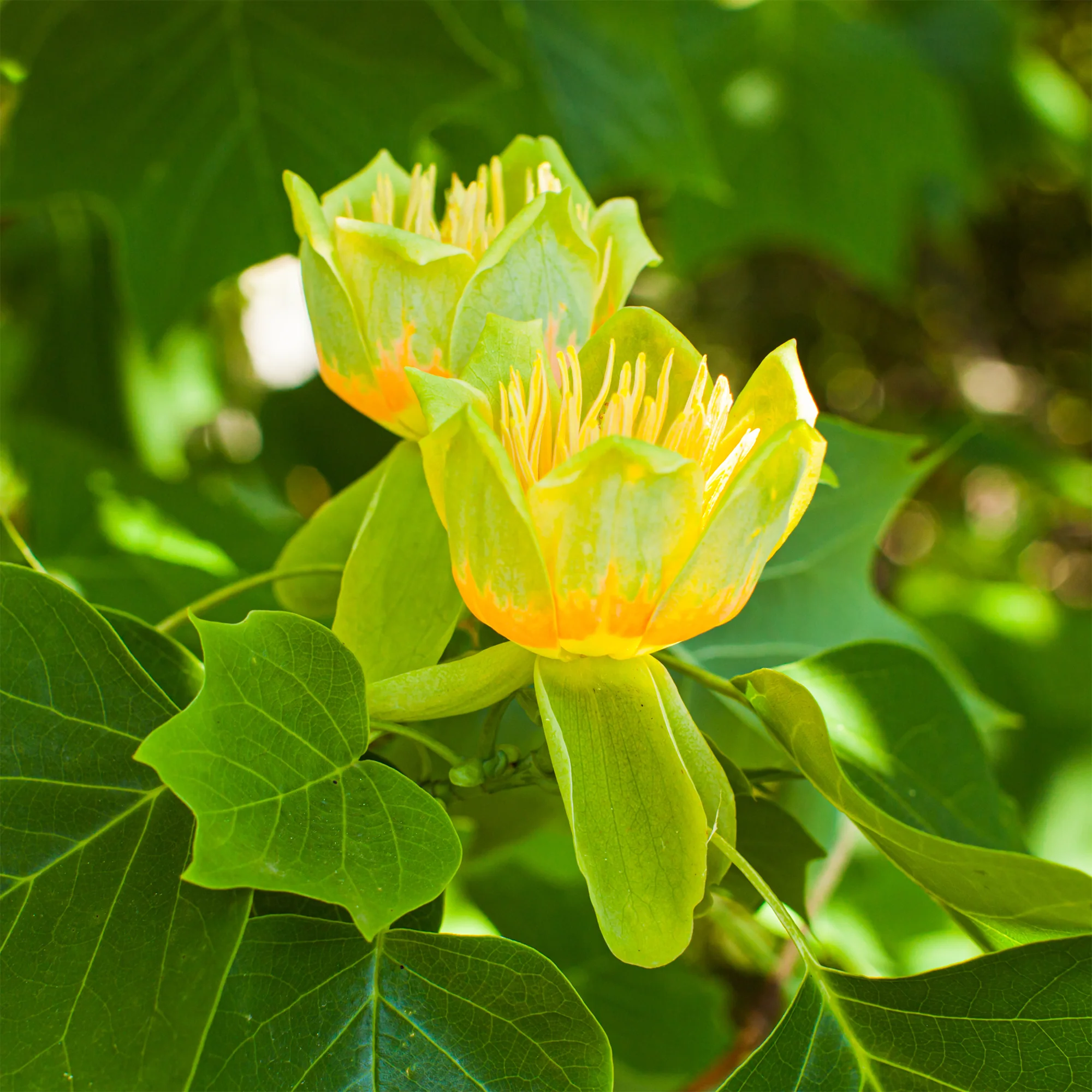 Tulipier - Image 8