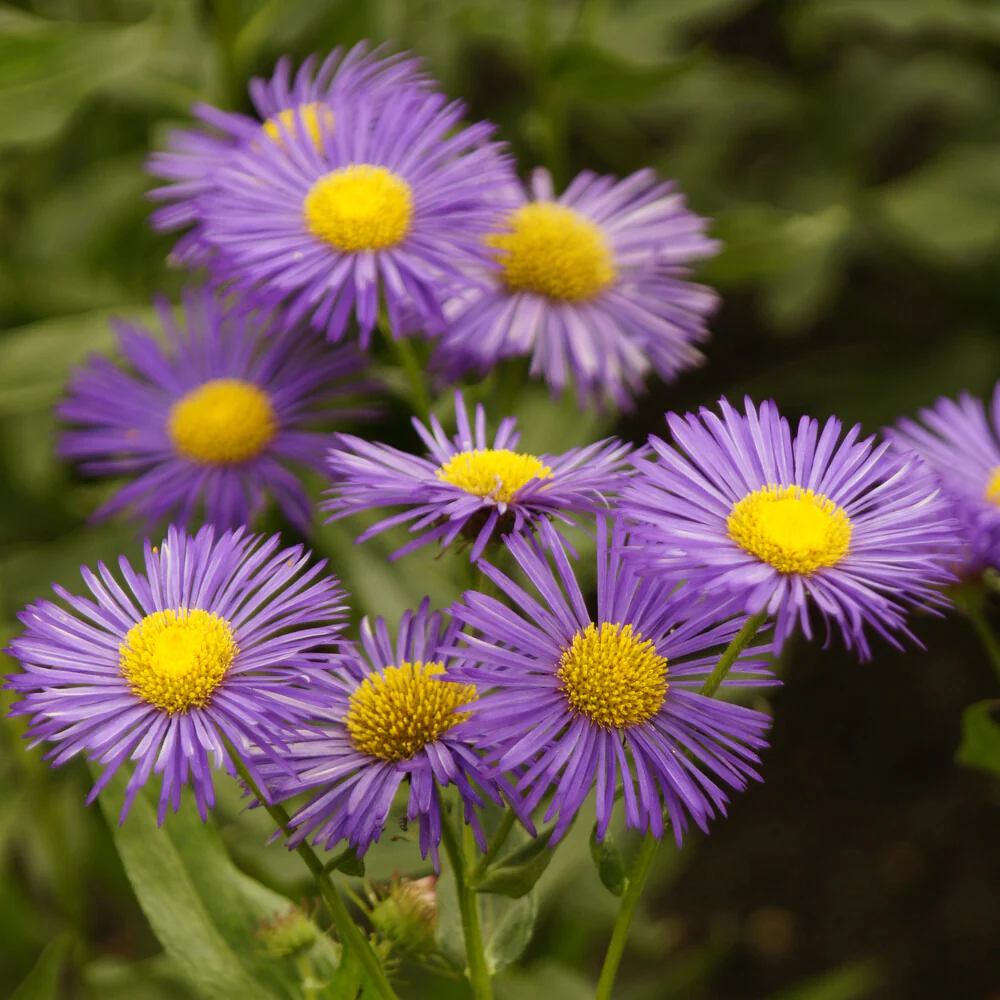 Erigeron Dunkelste Aller - Image 3