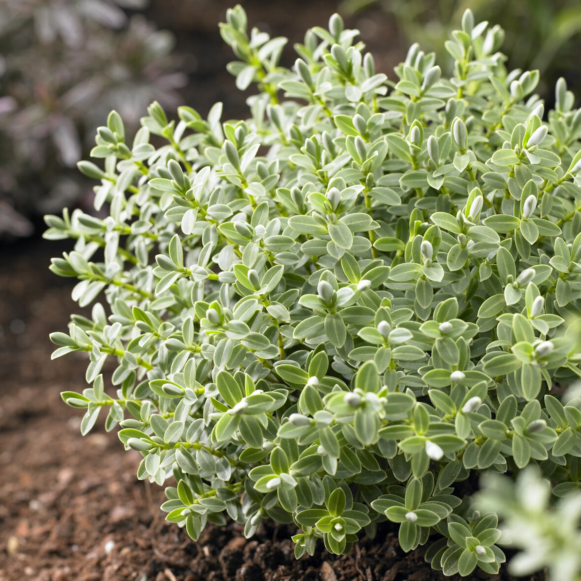 Véronique arbustive Sutherlandii - Hebe