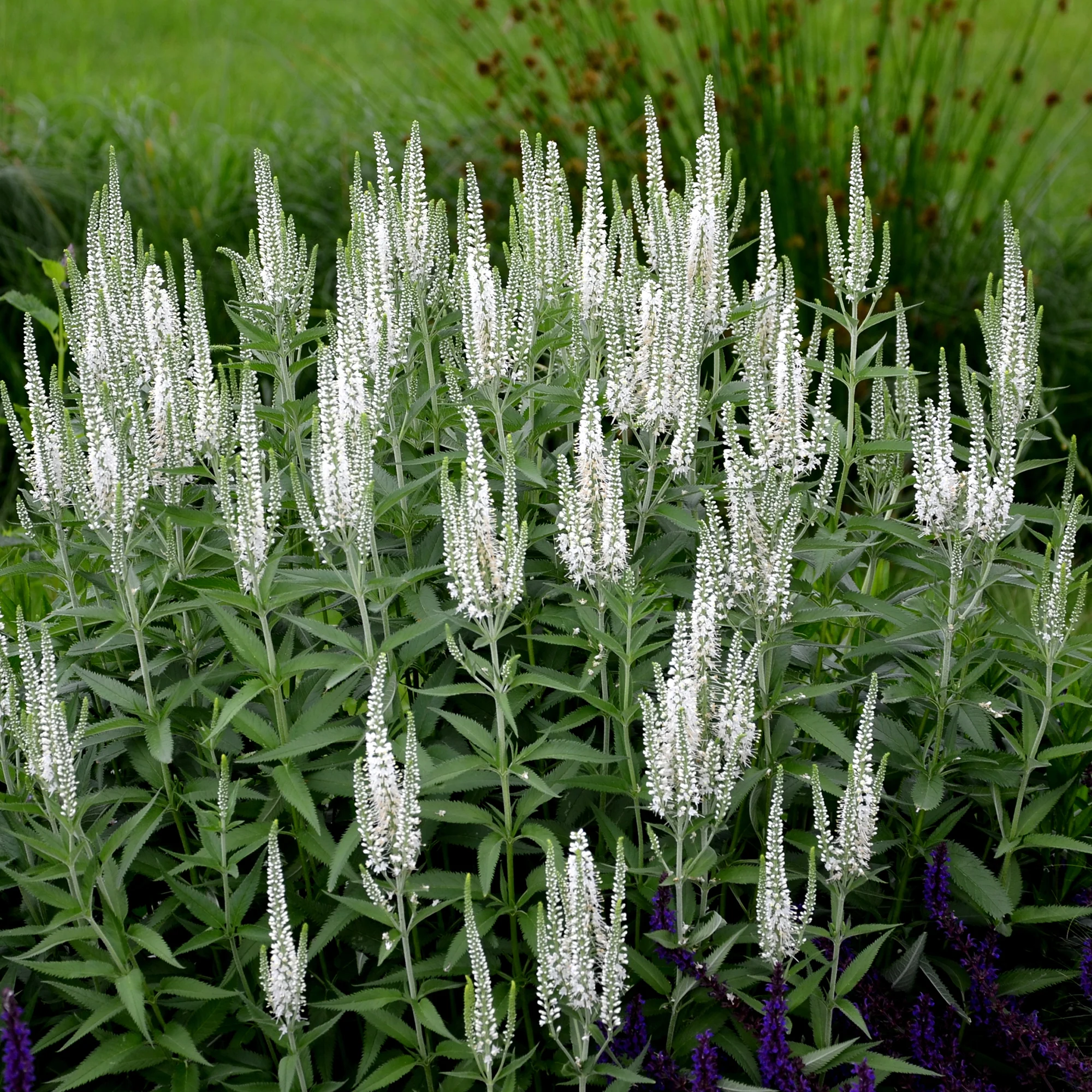 Véronique en épis blanche - Image 3
