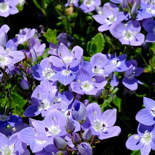 Véronique Liwanensis