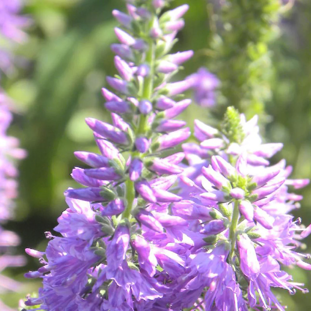 Veronique longifolia Lilac Fantasy