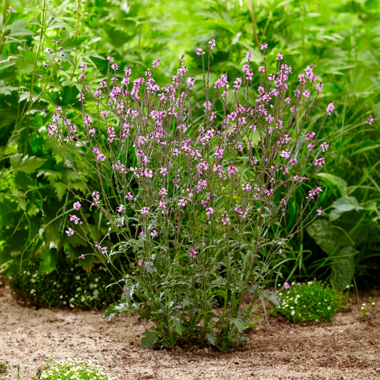 Verveine officinale Bampton - Image 2