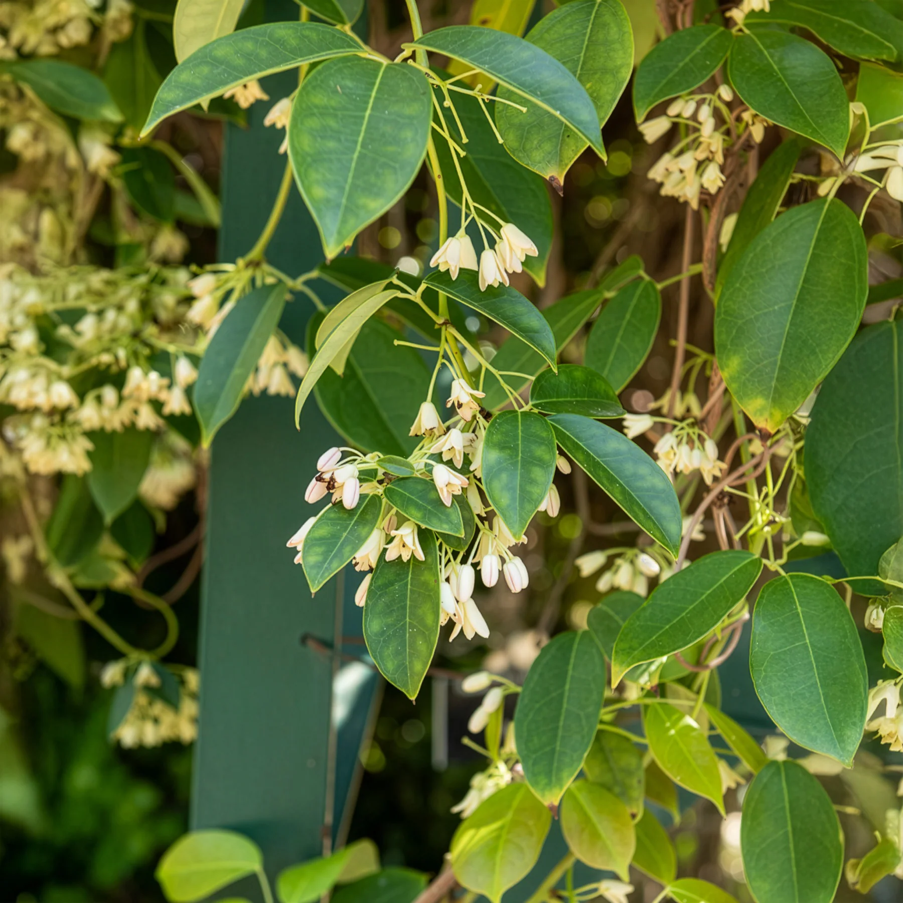 Vigne bleue de Chine