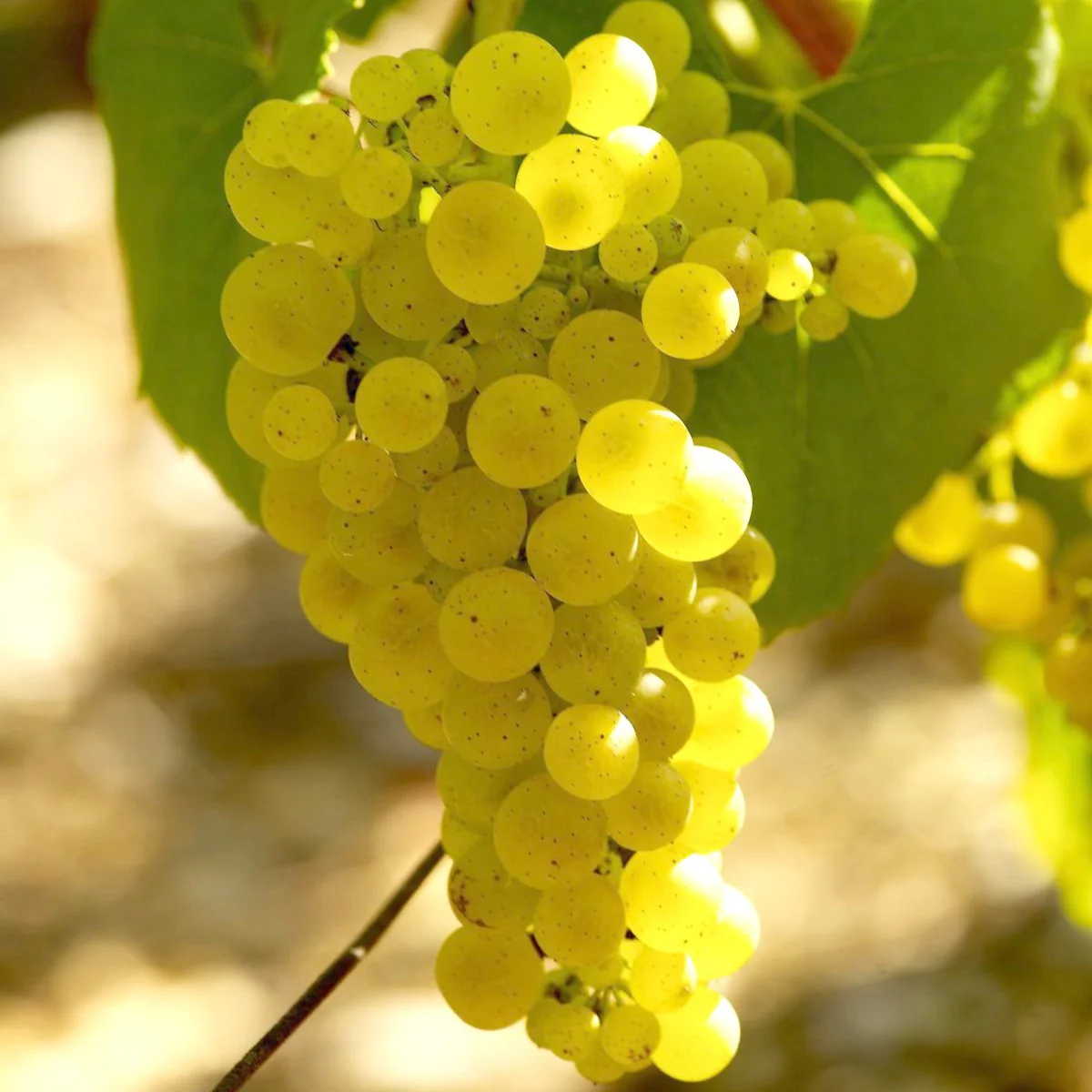 Vigne Chardonnay - Image 2