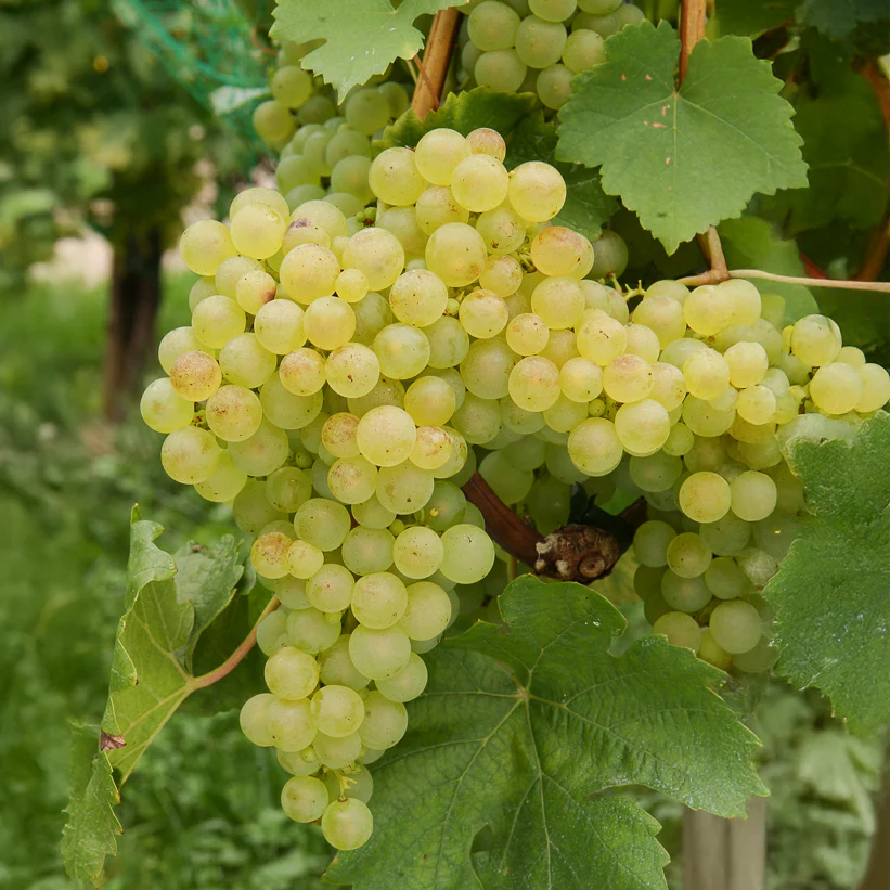 Vigne Chasselas de Fontainebleau