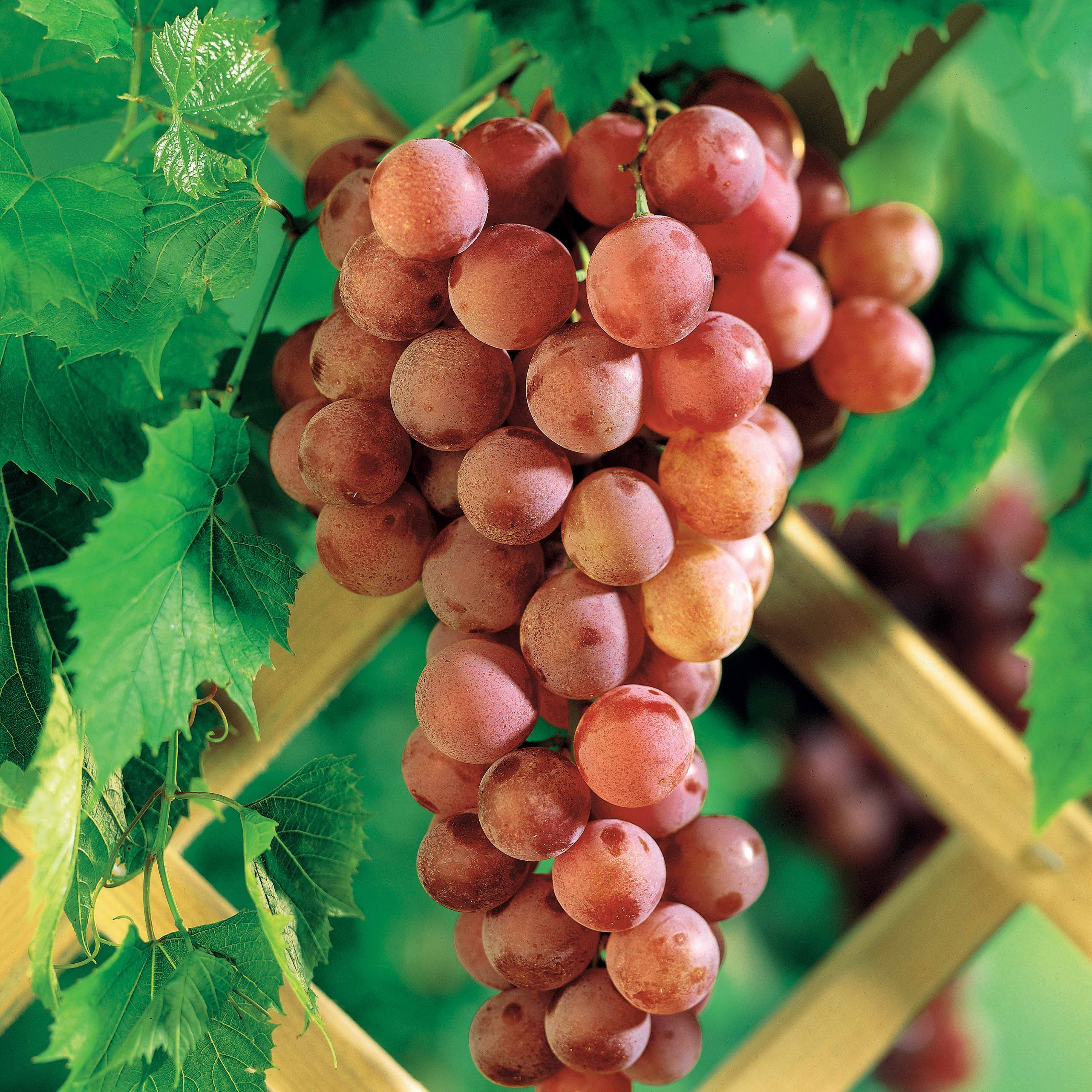 Vigne Chasselas rose - Image 2