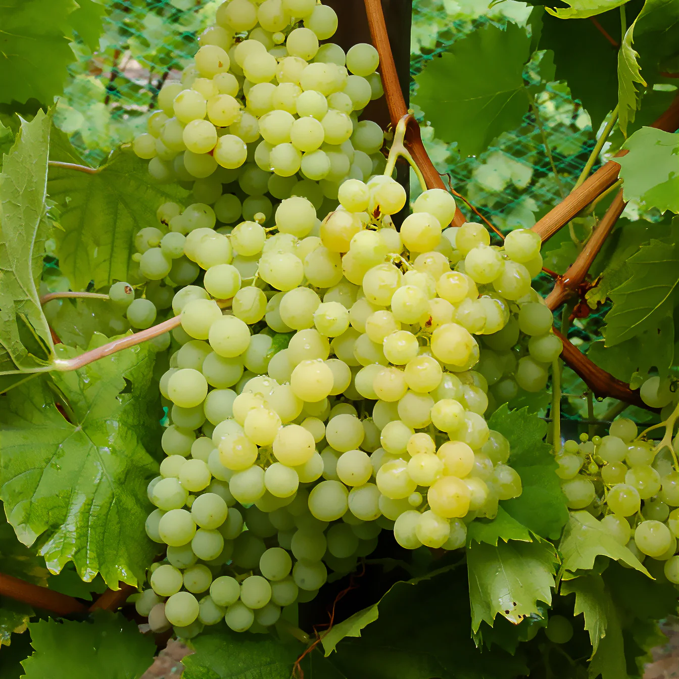 Vigne Exalta - Image 2