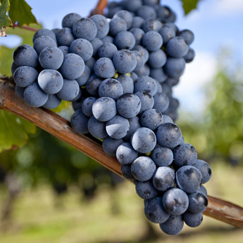 Vigne Merlot - Image 2