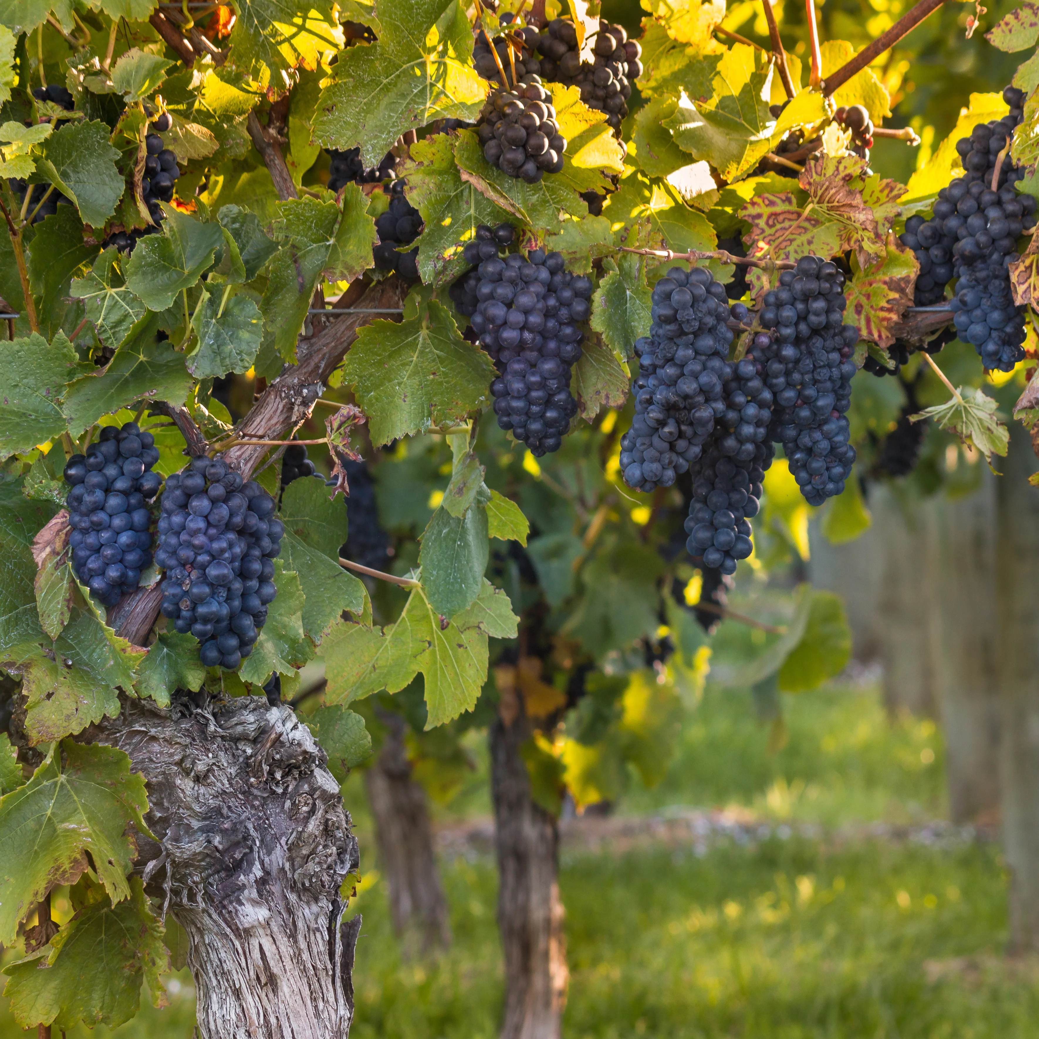 Vigne Muscat de Hambourg - Image 3