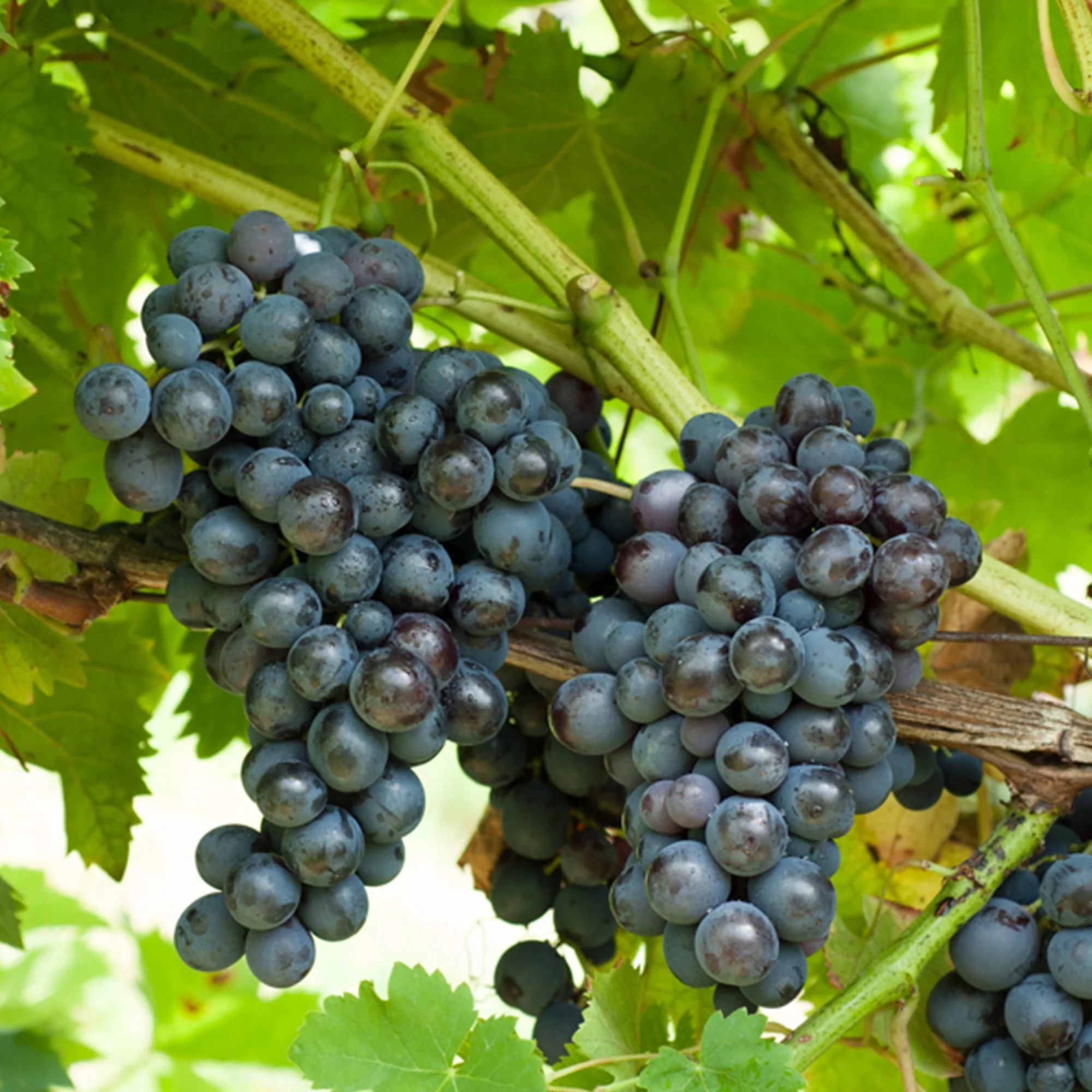 Vigne Muscat de Hambourg - Image 4