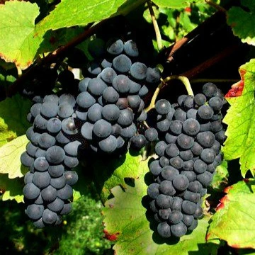 Vigne Pinot - Image 2