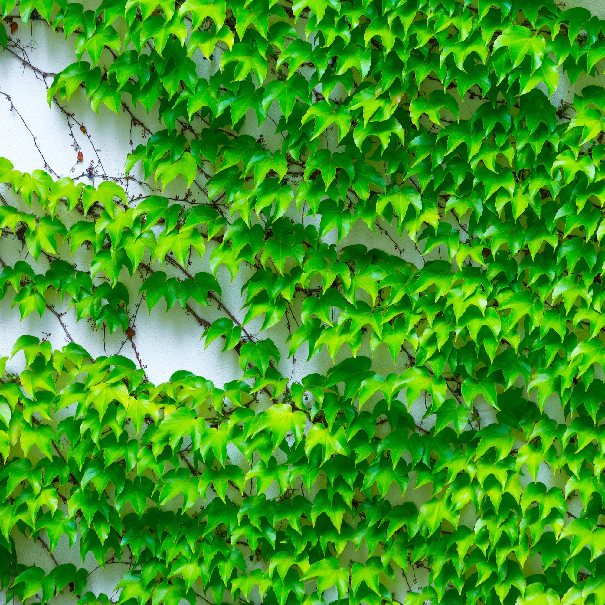 Vigne vierge - Image 3