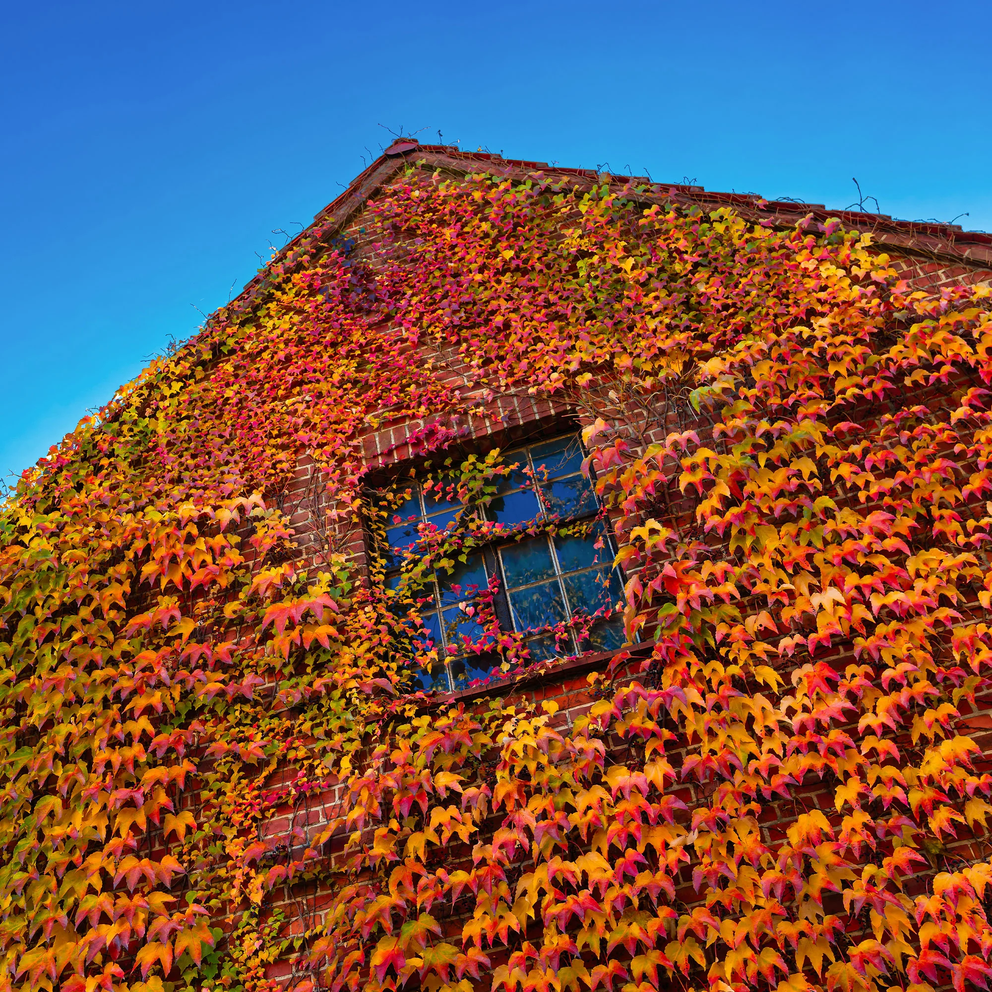 Vigne vierge - Image 4