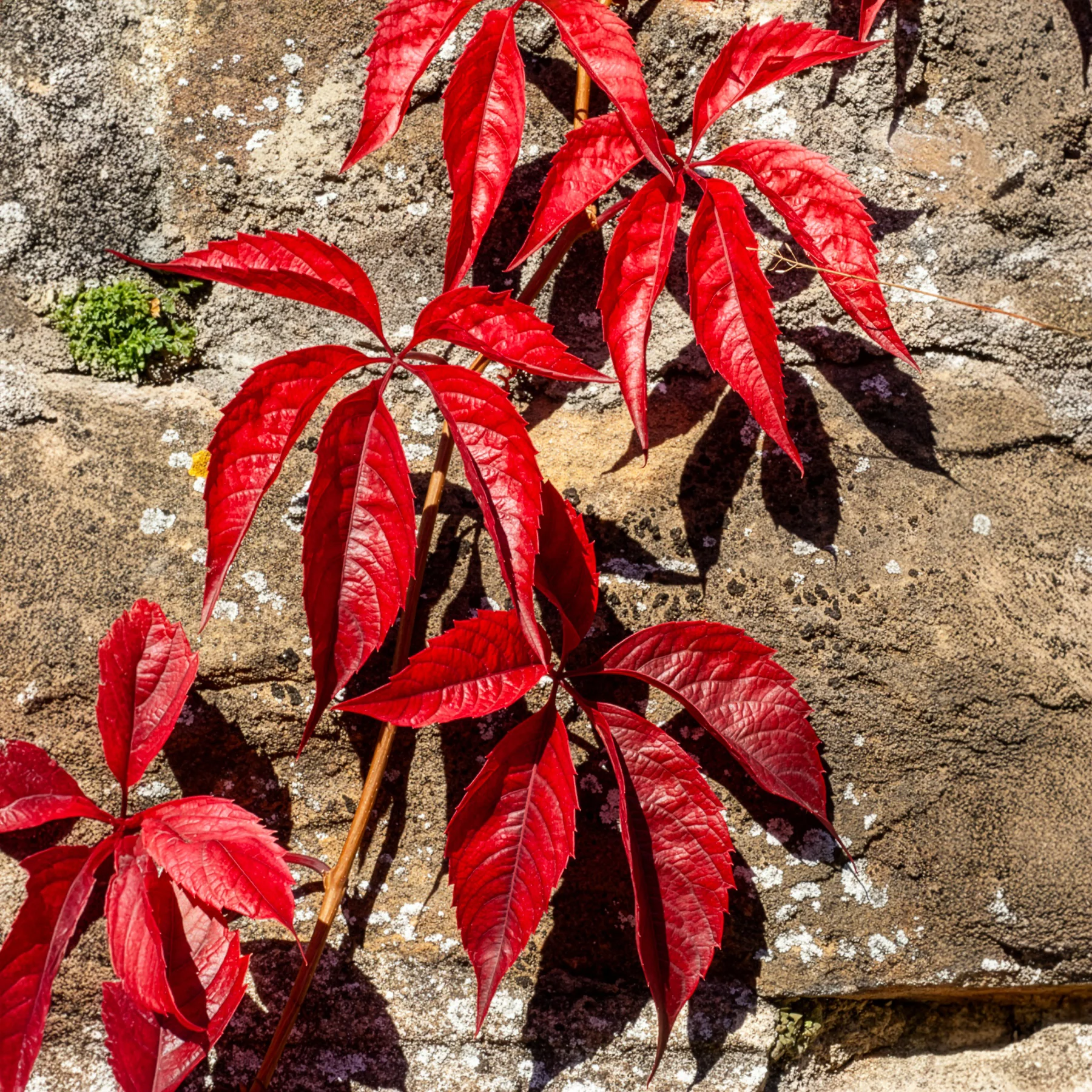Vigne vierge Red Wall®