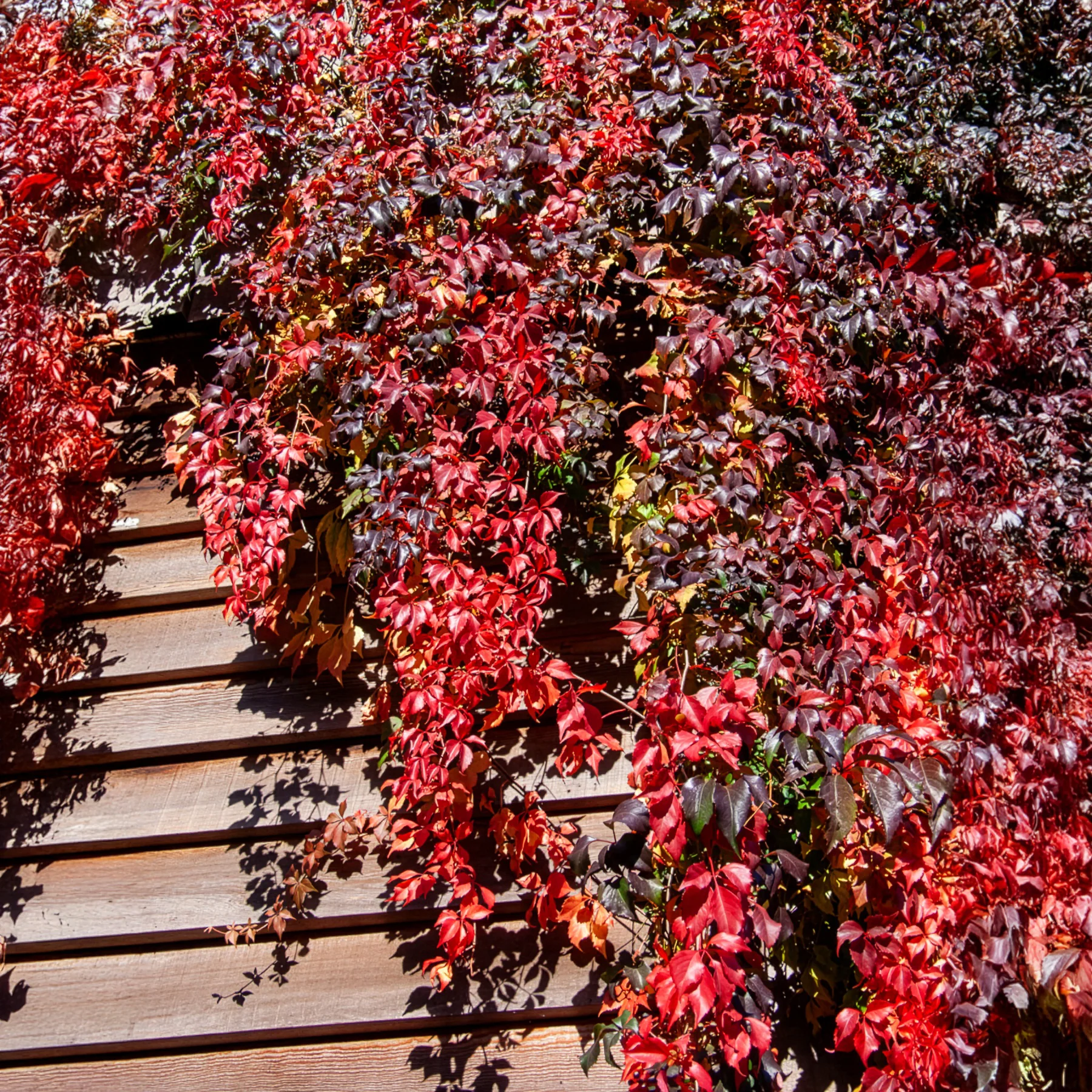 Vigne vierge Red Wall® - Image 2
