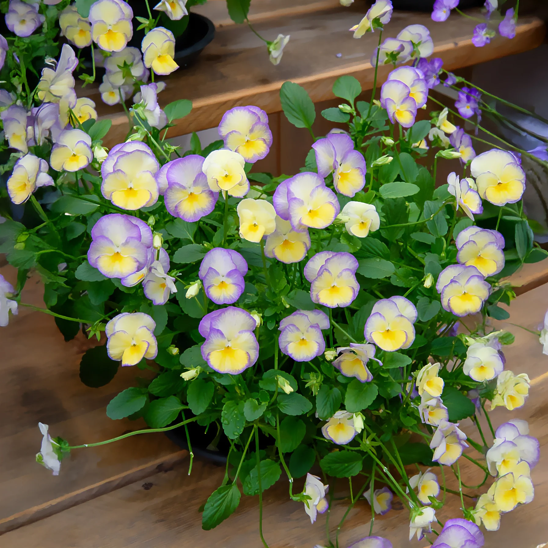 3 Violettes cornue Etain - Pensée - Image 2