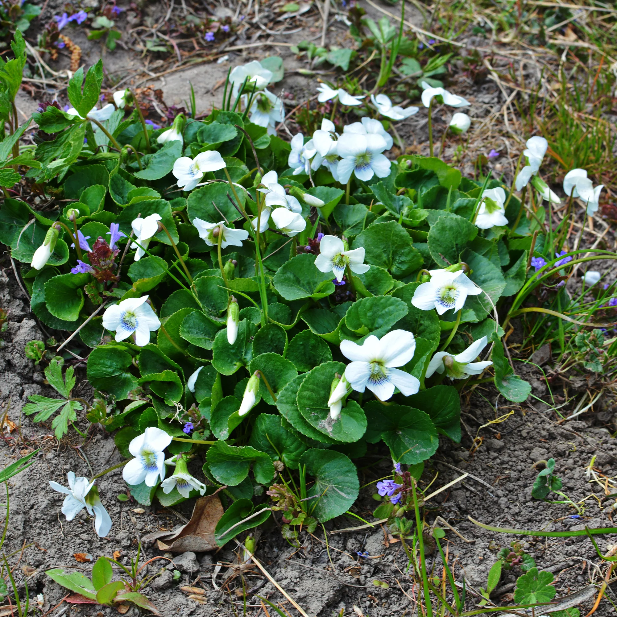 Violette odorante blanche - Image 3