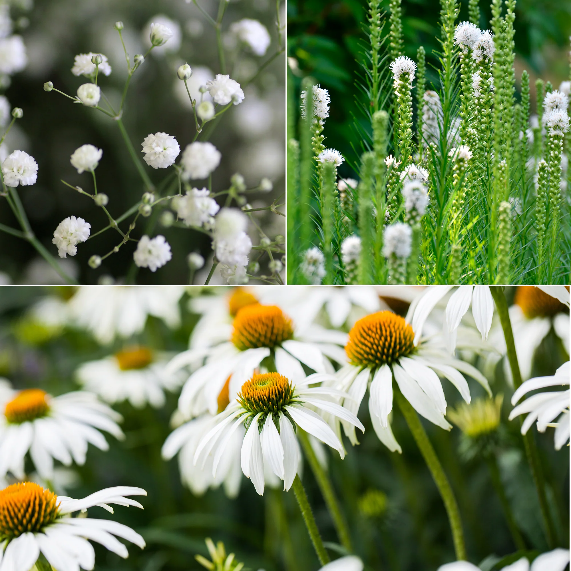 Vivaces à fleurs Blanches