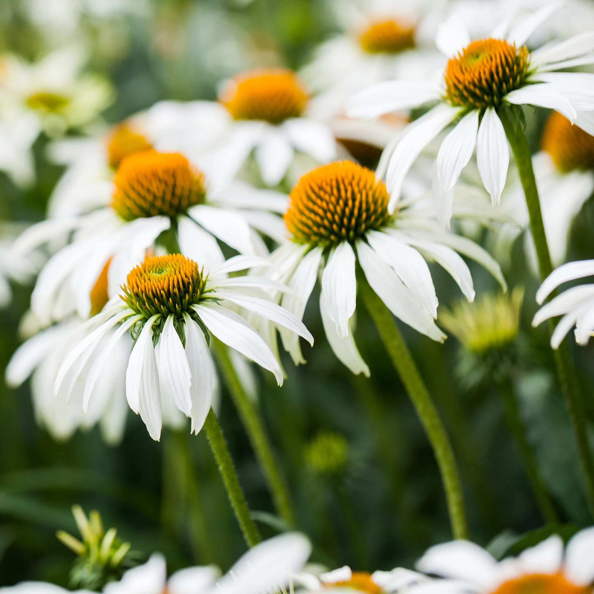 Vivaces à fleurs Blanches - Image 3
