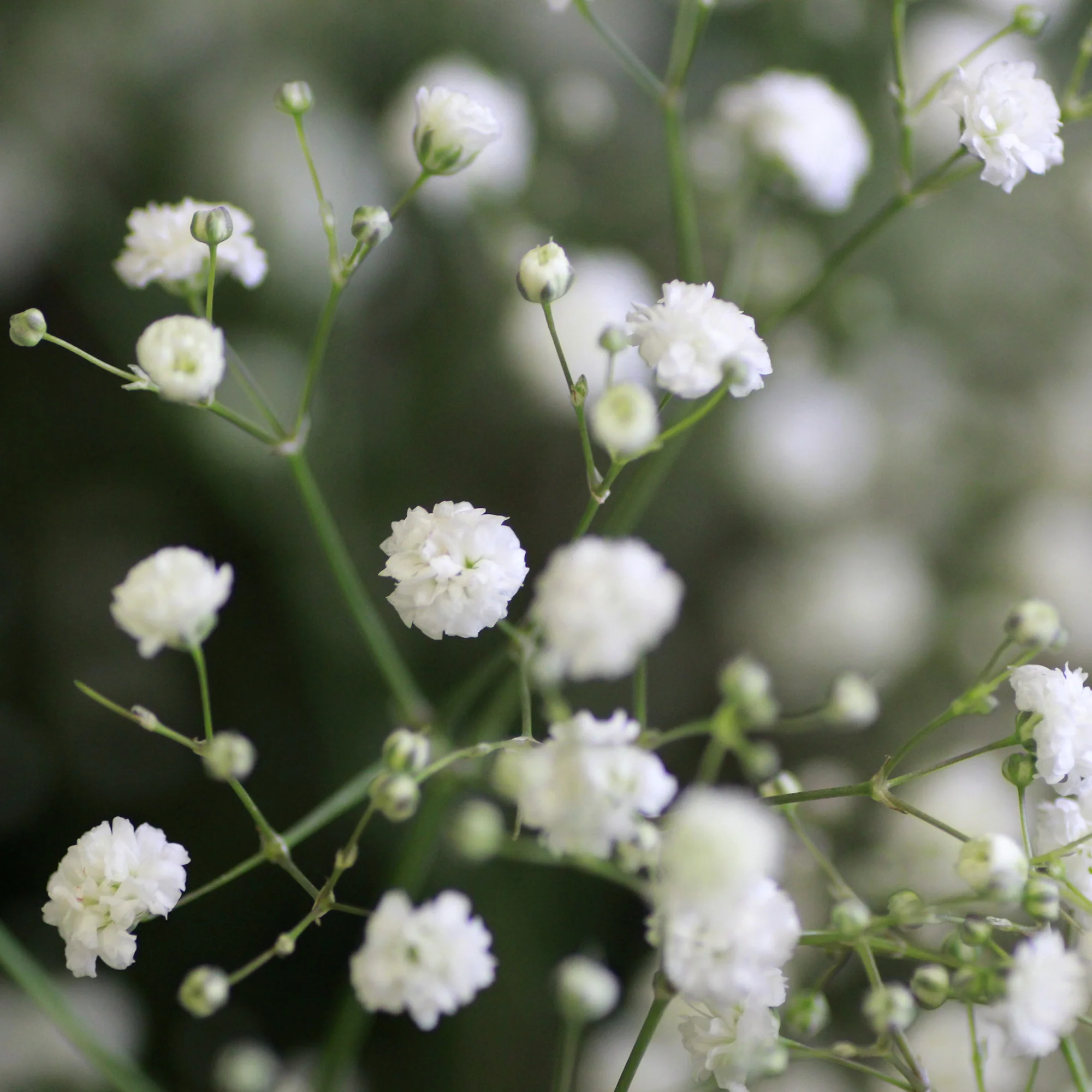Vivaces à fleurs Blanches - Image 4