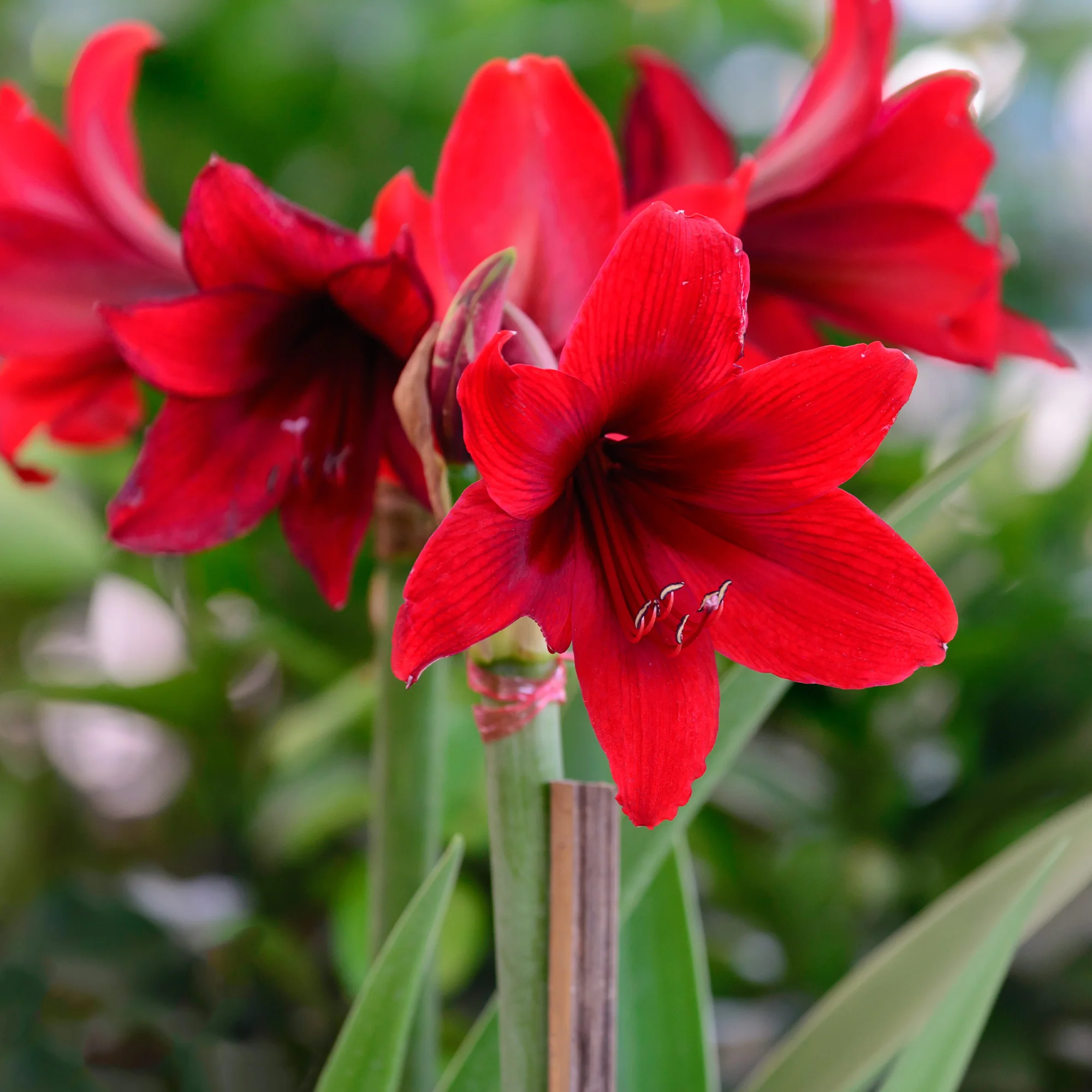 Wax  Amaryllis Magic White - Image 4