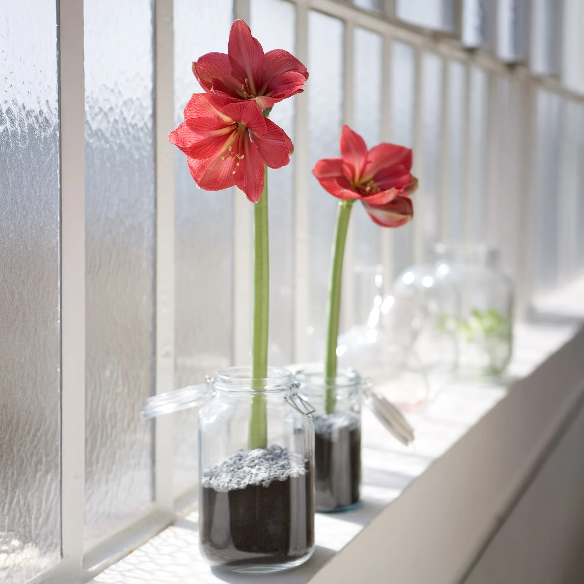 Wax  Amaryllis Magic White - Image 5