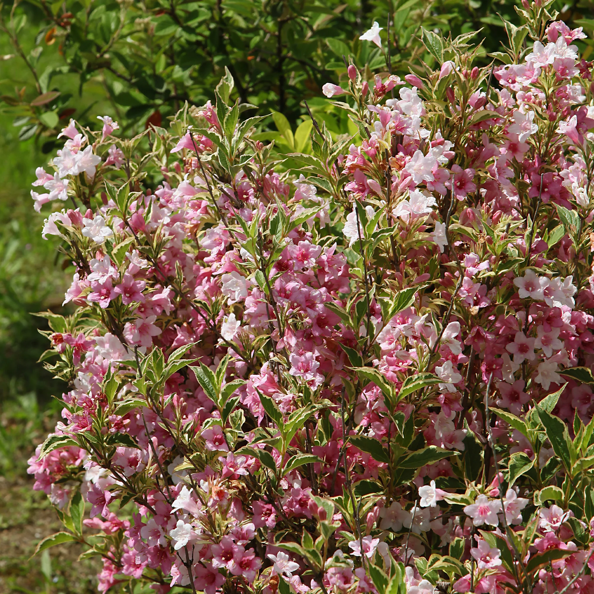 Weigélia florida Variegata