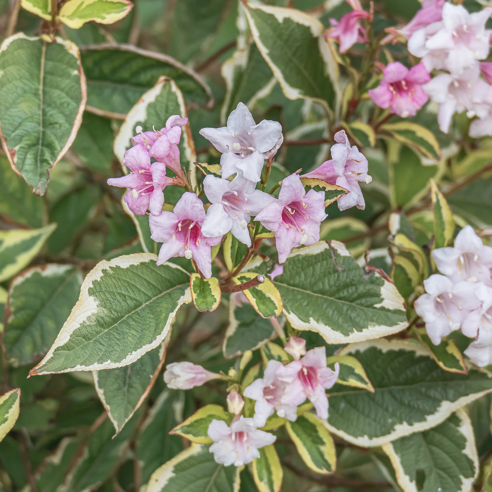 Weigélia florida Variegata - Image 3