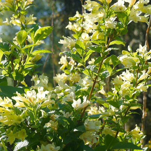 Weigelia jaune
