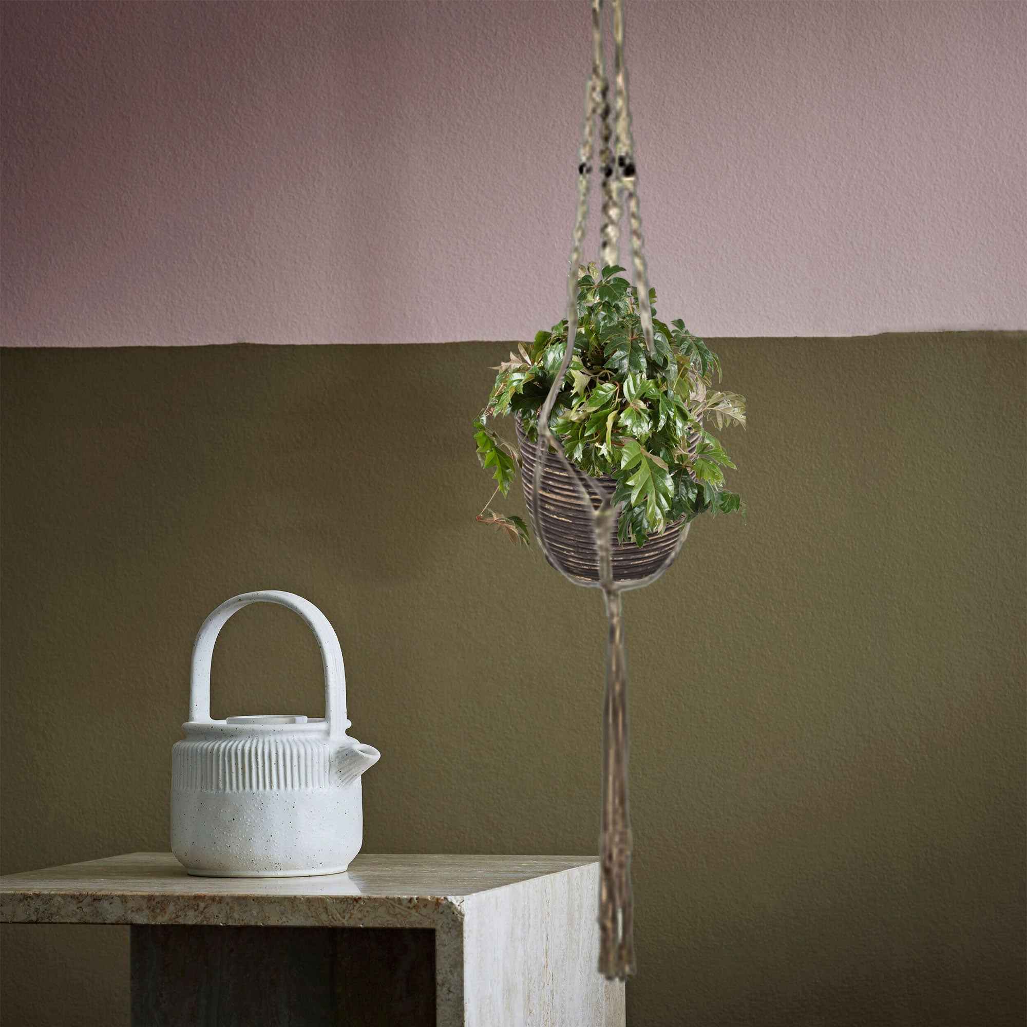 Woningerd Cissus 'Ellen Danica' avec pot suspendu en plastique  - Plante suspendue