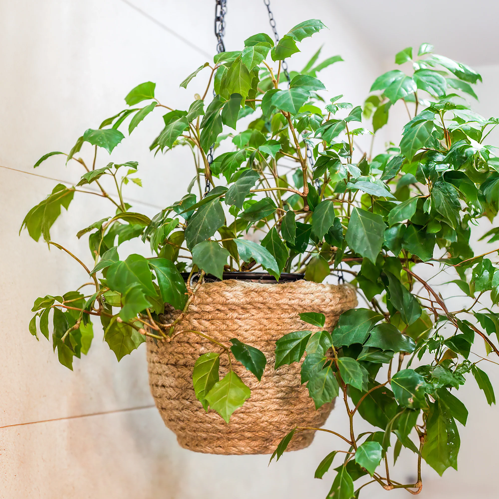 Woningerd Cissus 'Ellen Danica' avec pot suspendu en plastique  - Plante suspendue - Image 2