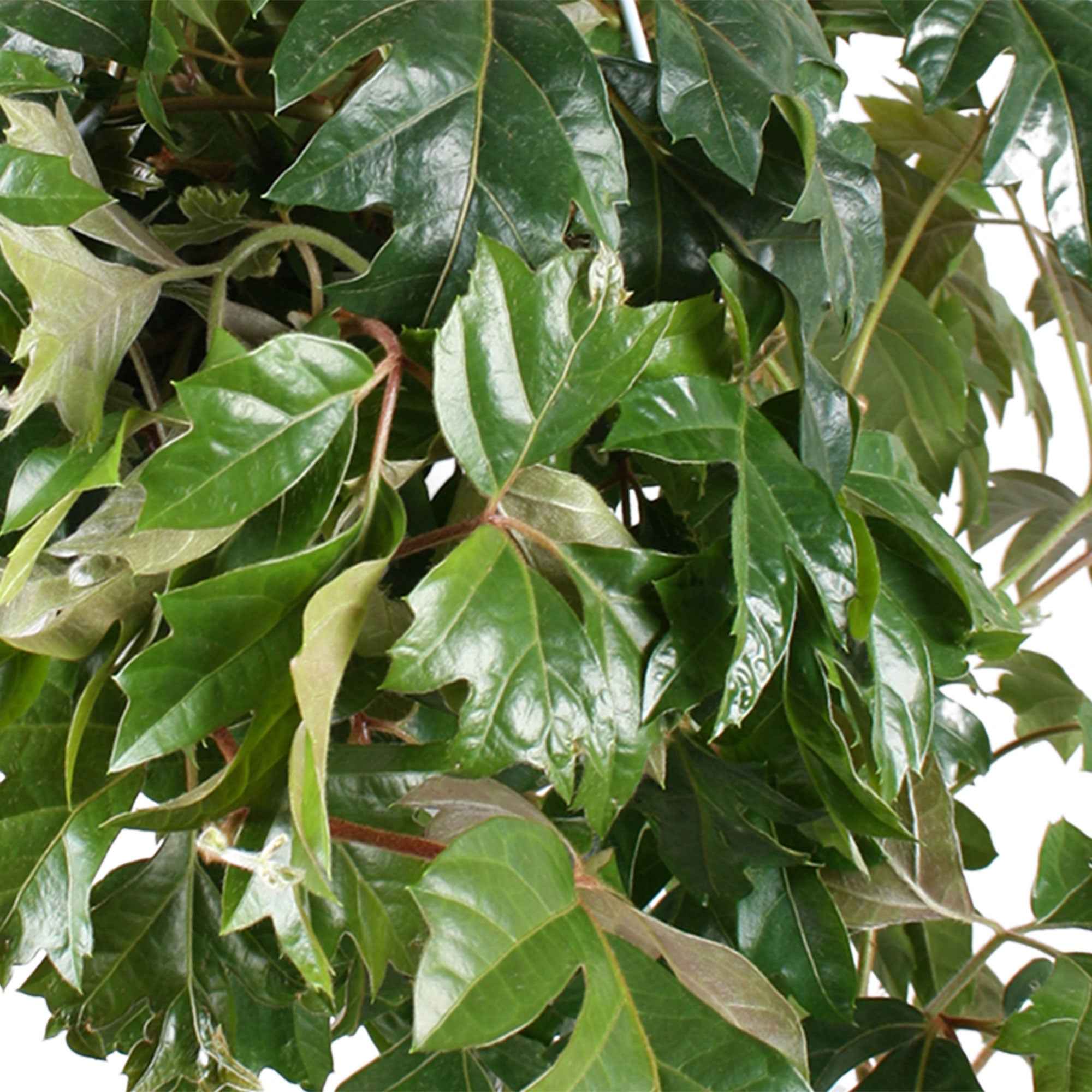 Woningerd Cissus 'Ellen Danica' avec pot suspendu en plastique  - Plante suspendue - Image 3