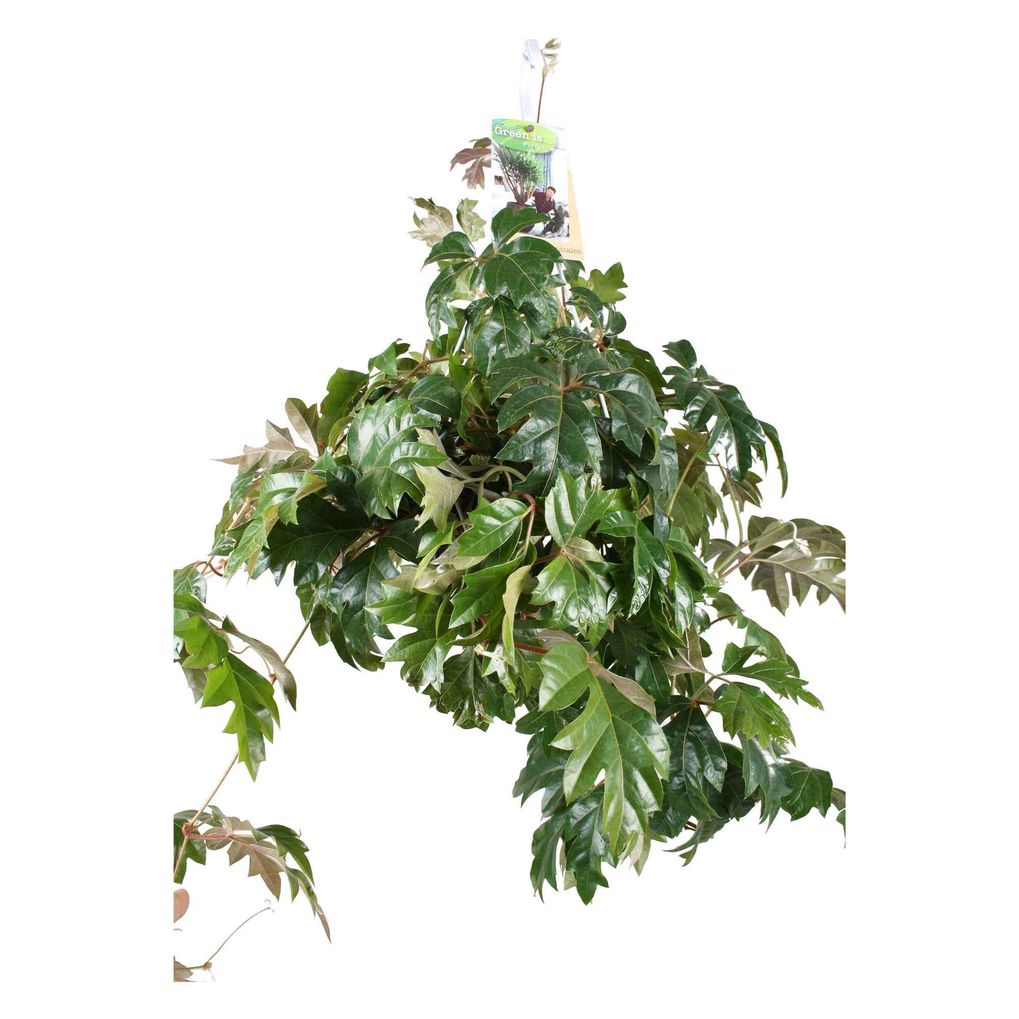 Woningerd Cissus 'Ellen Danica' avec pot suspendu en plastique  - Plante suspendue - Image 4