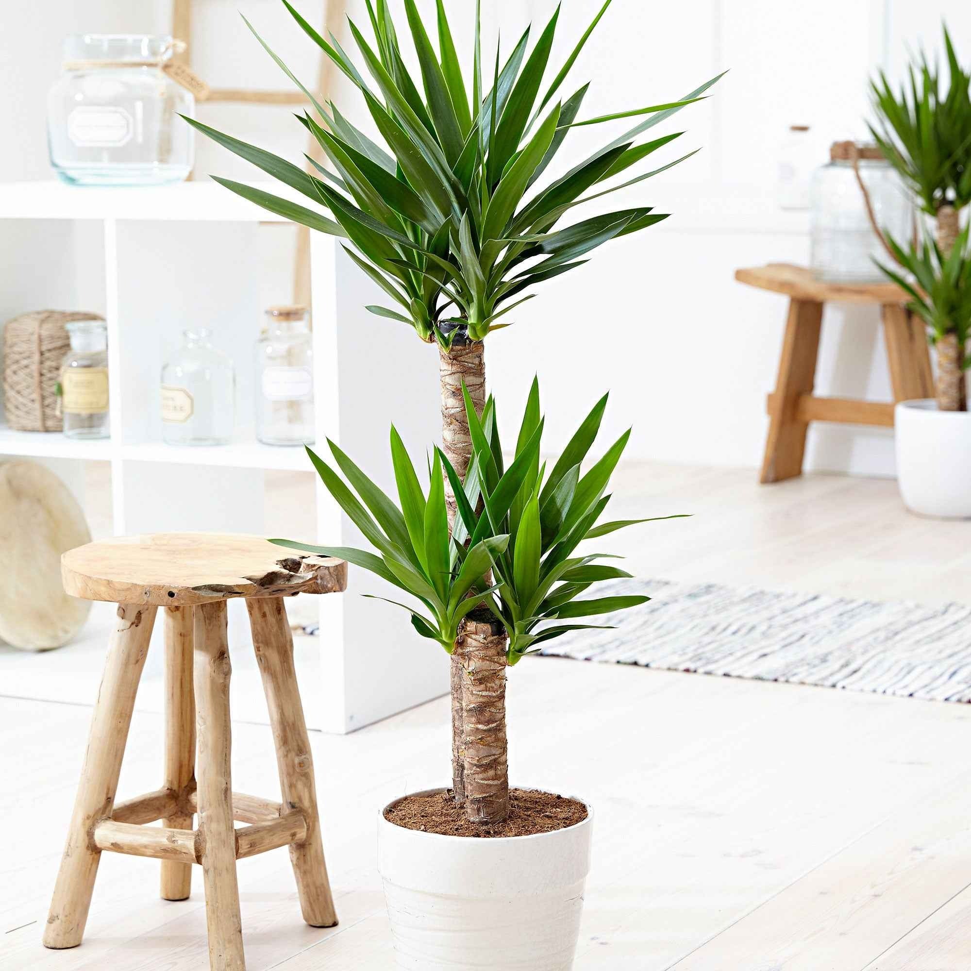 Yucca Yucca elephantipes XL 2 troncs