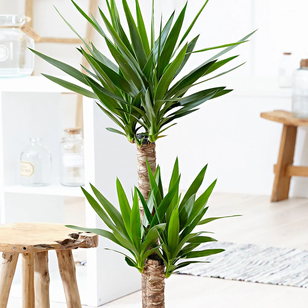 Yucca Yucca elephantipes XL 2 troncs - Image 2