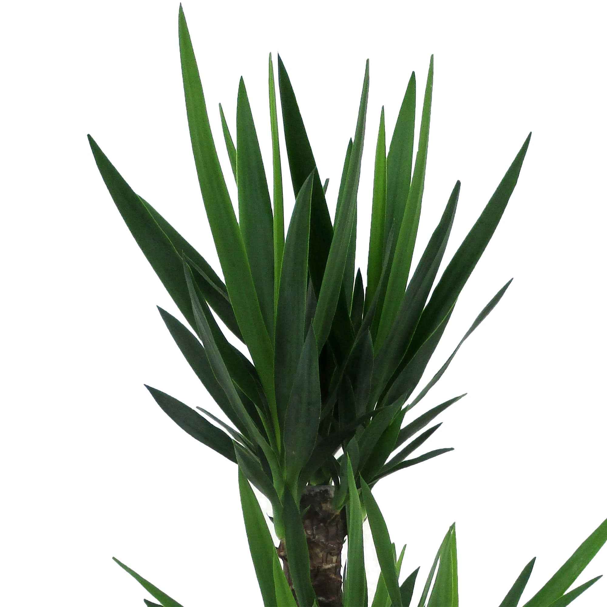 Yucca Yucca elephantipes XL 2 troncs - Image 3