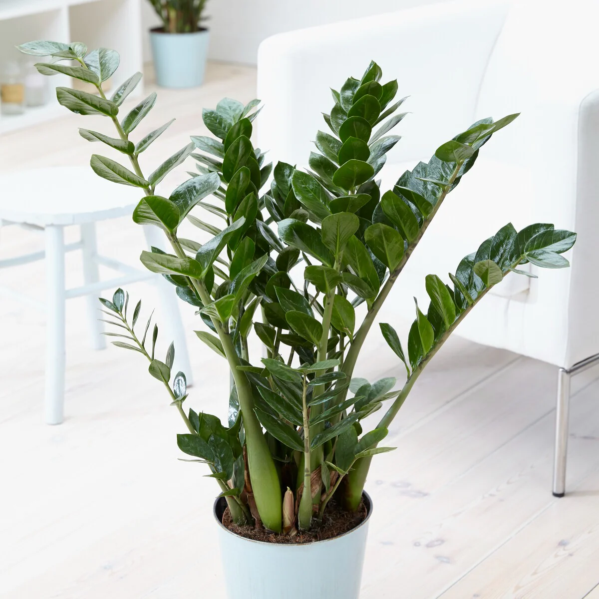 Zamioculcas - Image 3