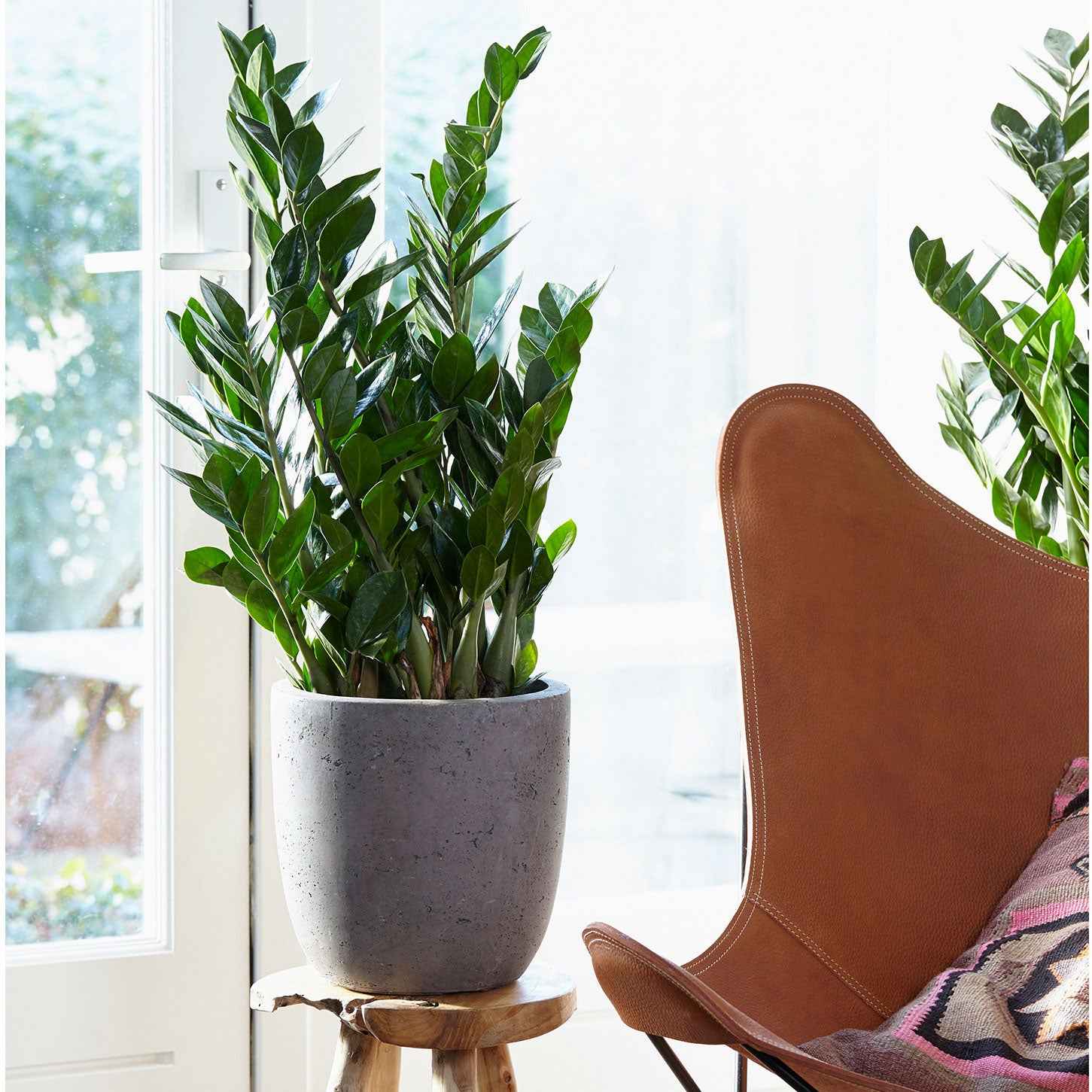 Zamioculcas - Image 4