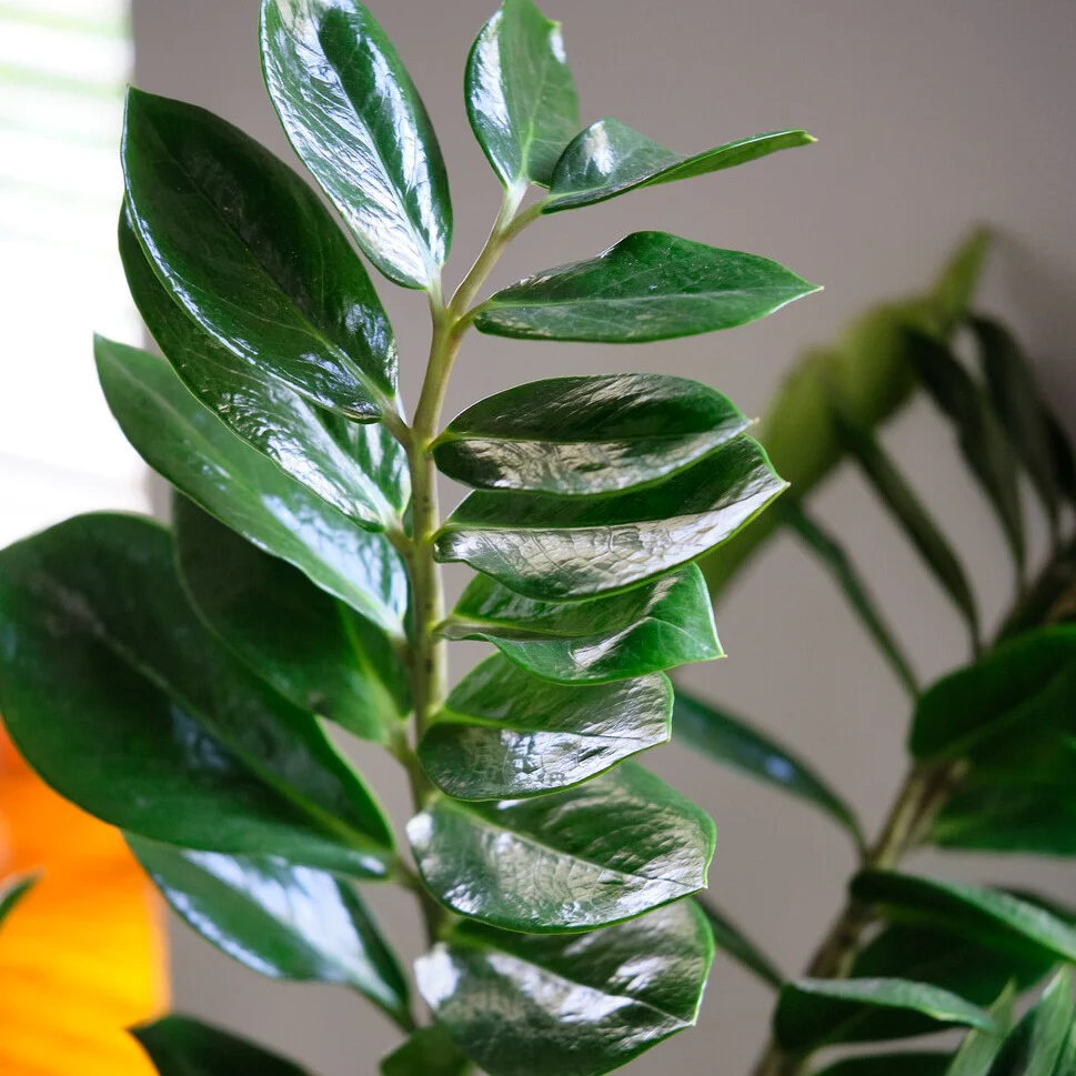 Zamioculcas - Image 5