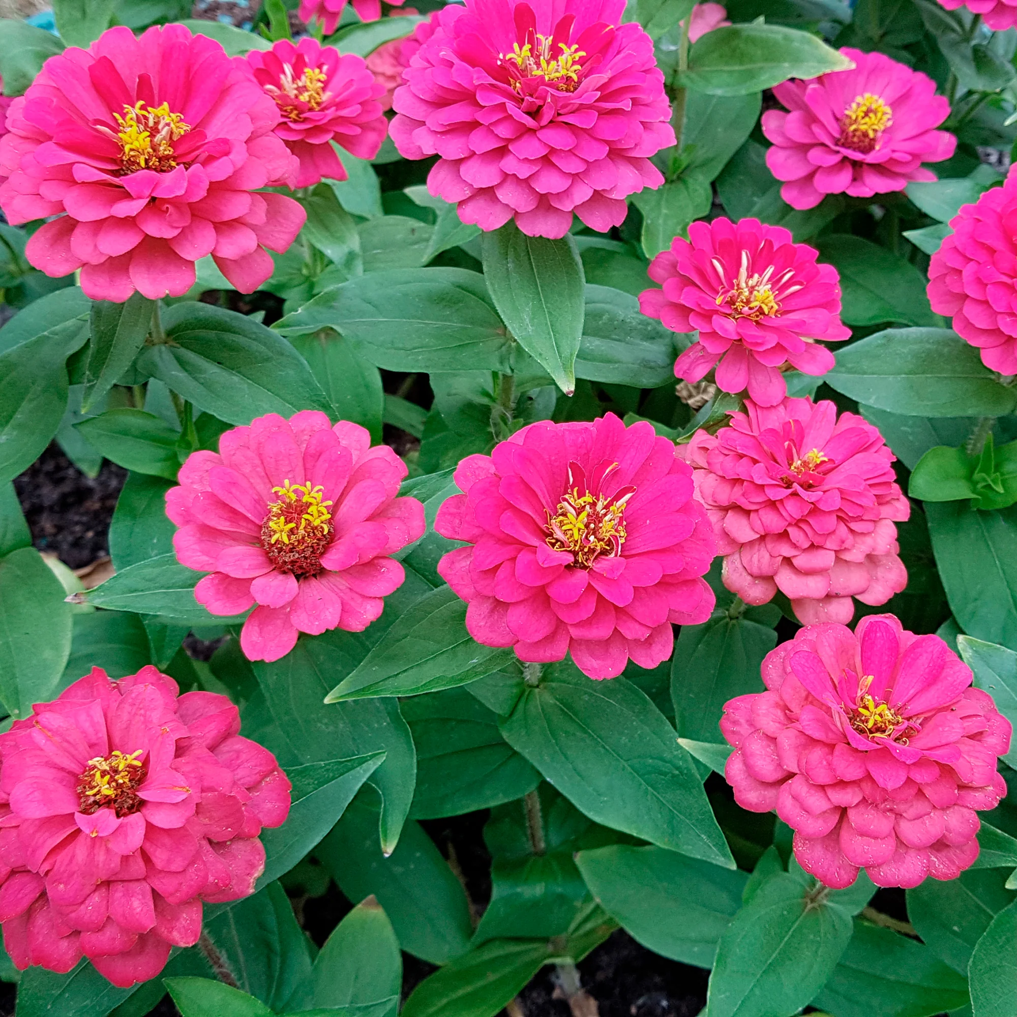 Zinnia fuchsia - Image 2